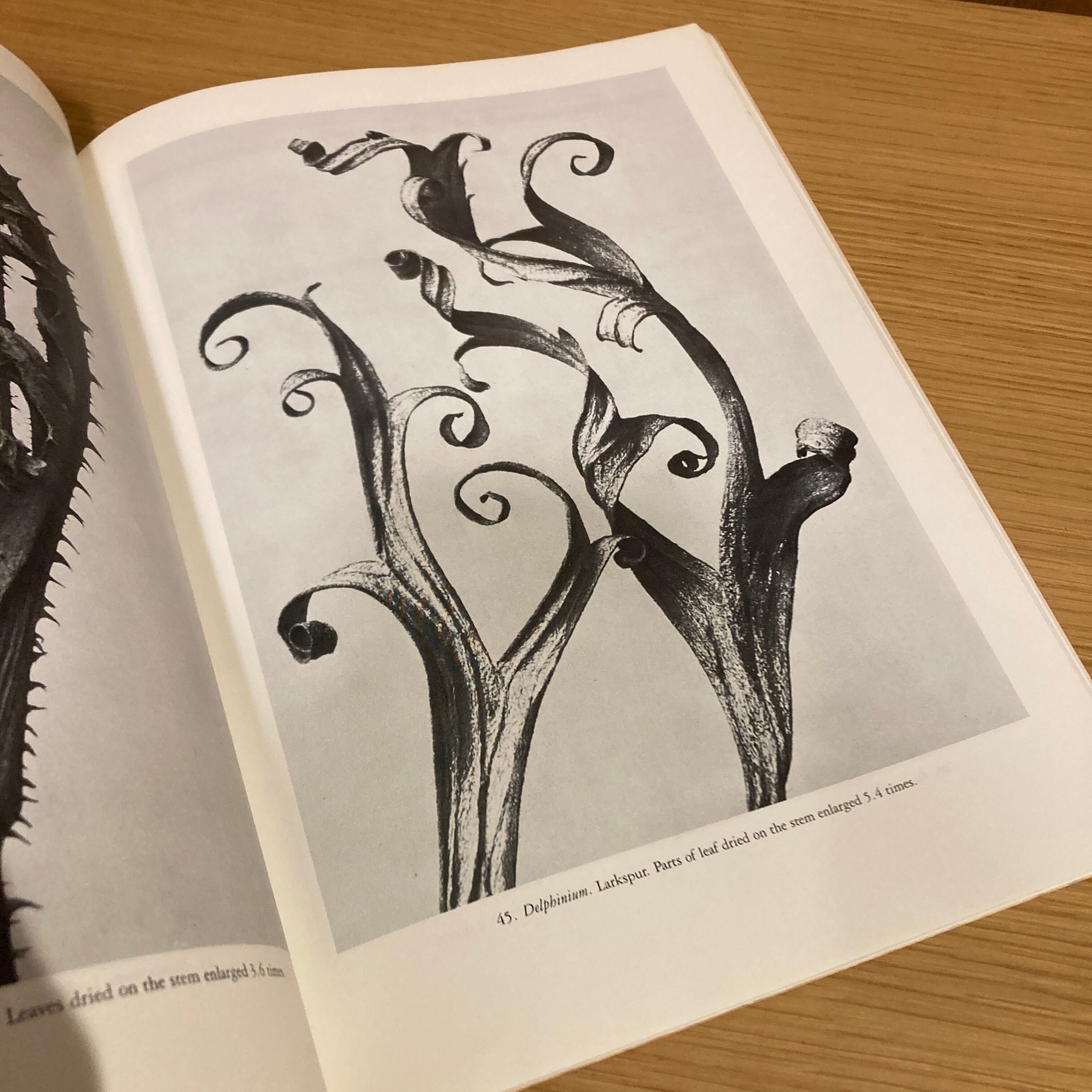Art Forms in The Plant World / Karl Blossfeldt（カール・ブロス