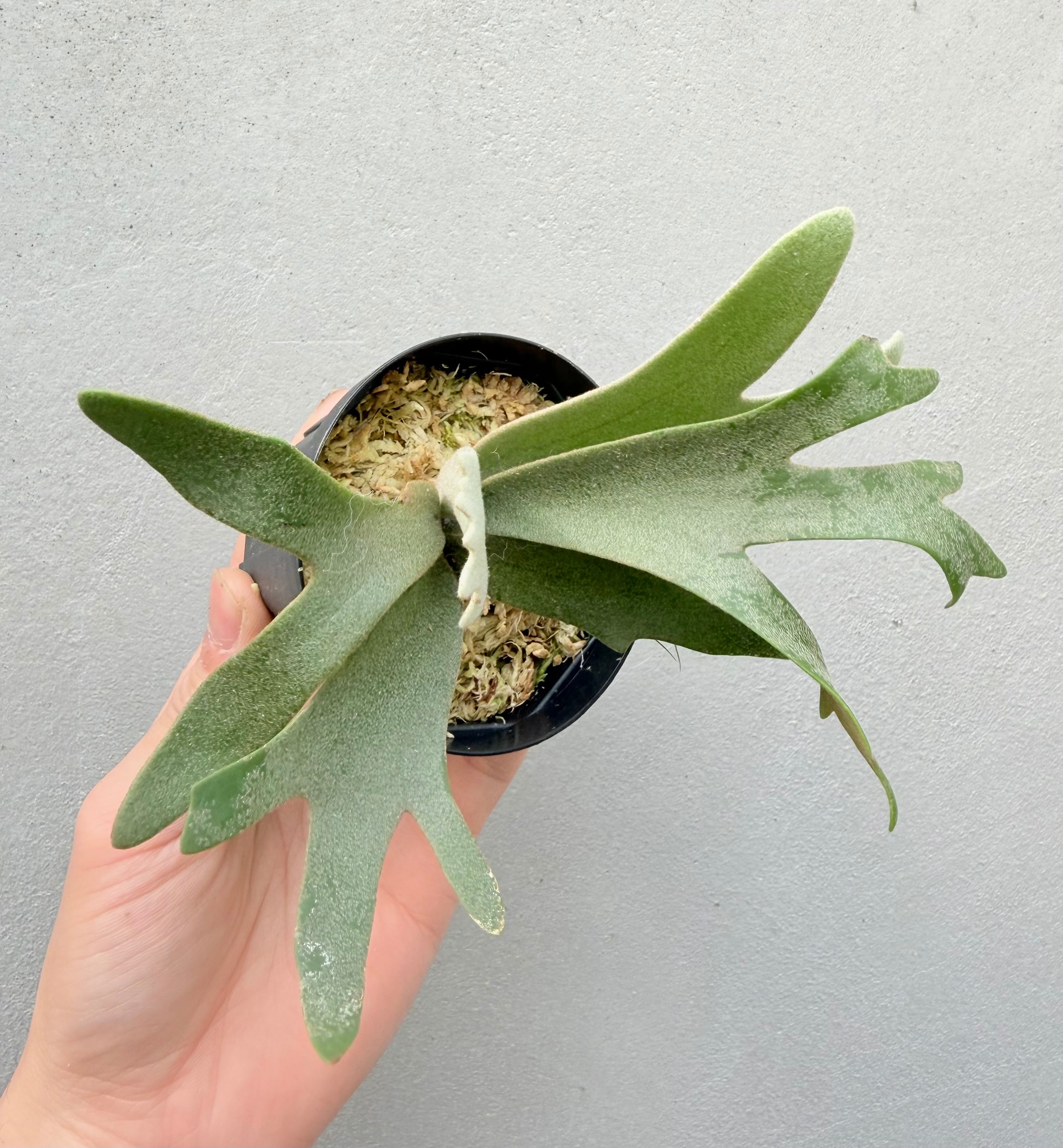 c) P. willinckii '金童' spore grown③ (Golden Boy) ビカクシダ