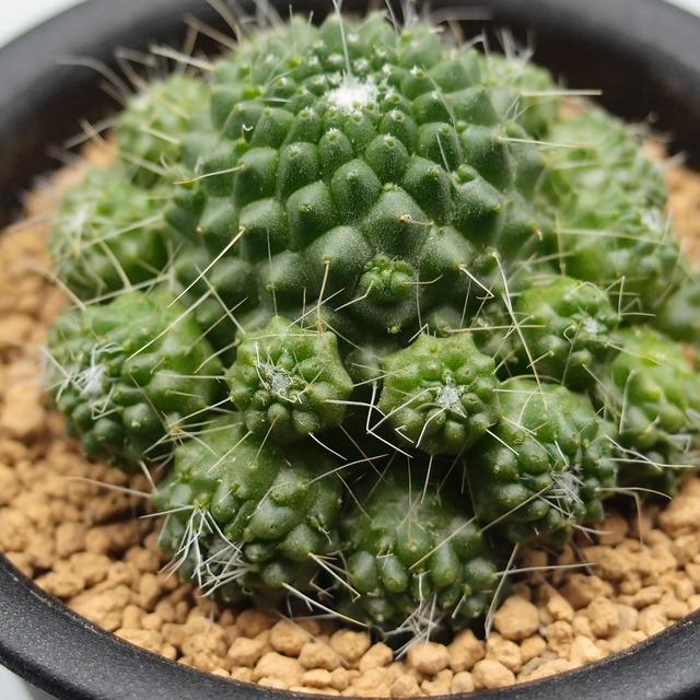 ピコモンスト マミラリア属 B01 万緑 Ban Ryoku ピコモンスト マミラリア属 B01 万緑 Ban Ryoku