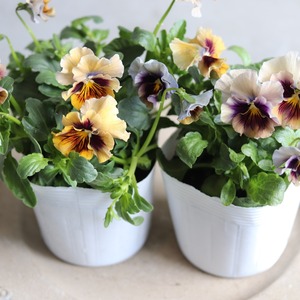 パンジー　マシェリマダム　冬から春にオススメのお花　よく咲く　シャビーシックにおすすめ