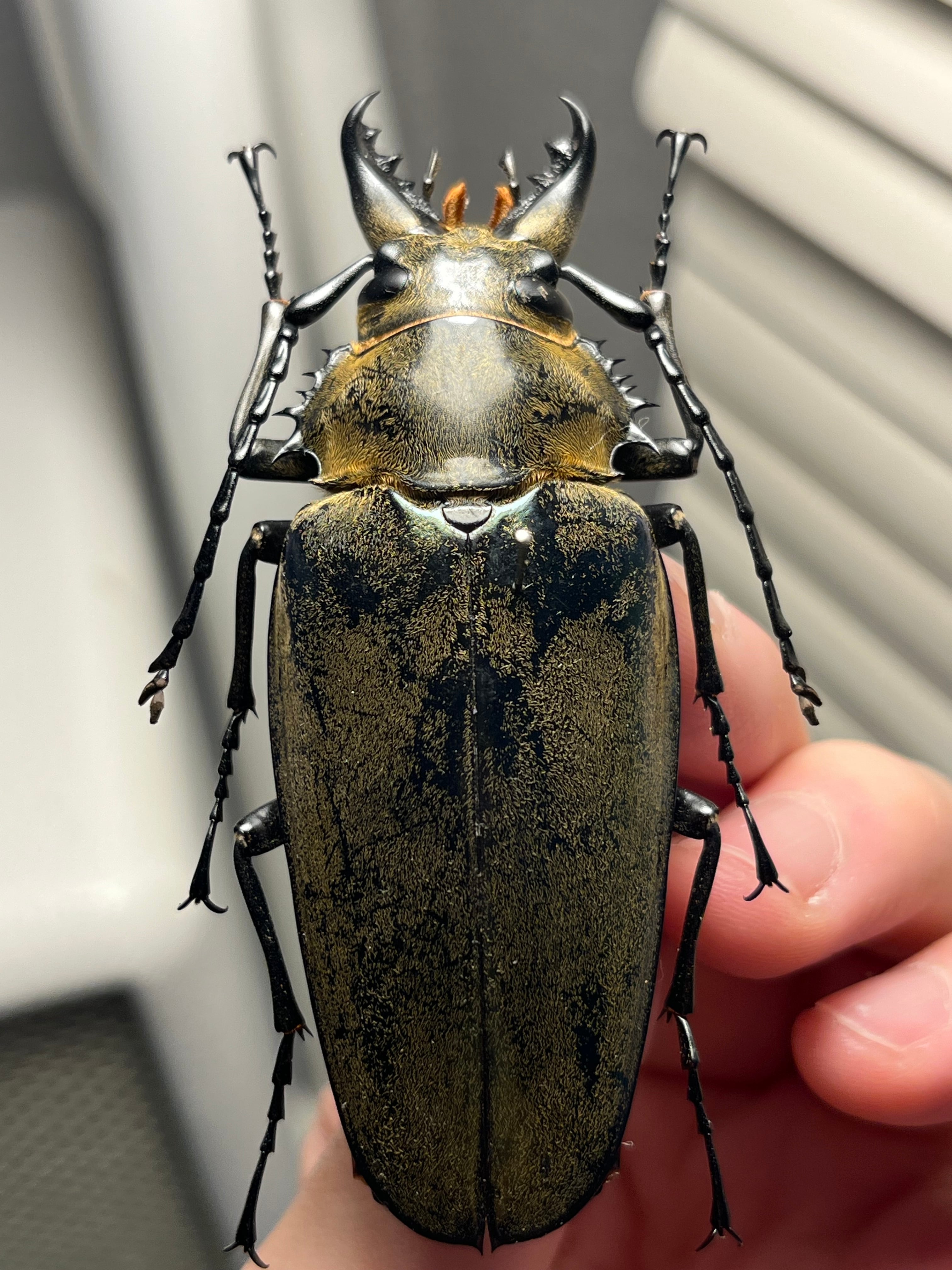 76mm】タテヅノクワガタモドキ カミキリムシ ウスバカミキリ 昆虫標本