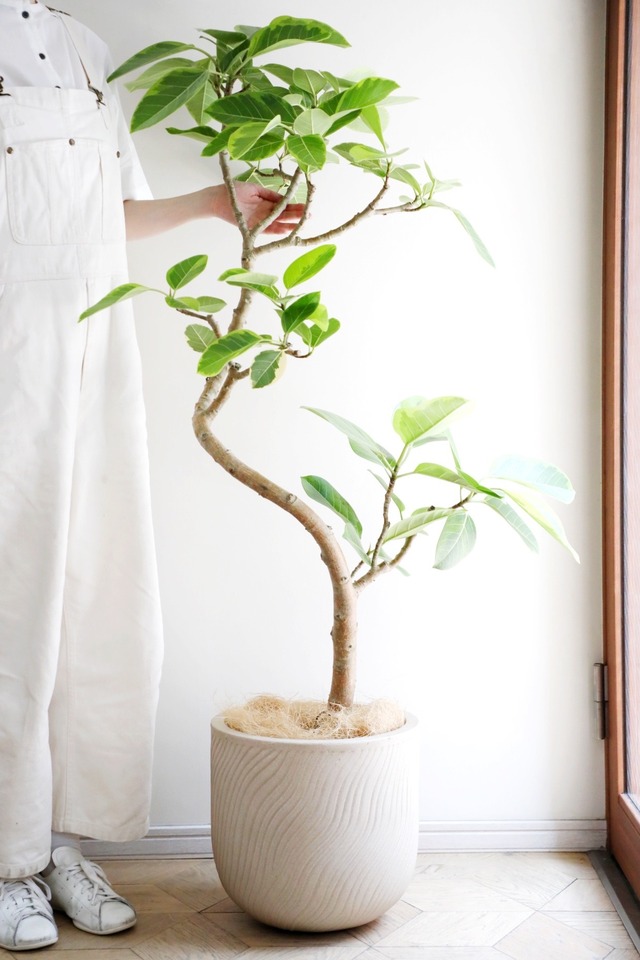【L/146cm】フィカス アルテシマ/Ficus Altissima