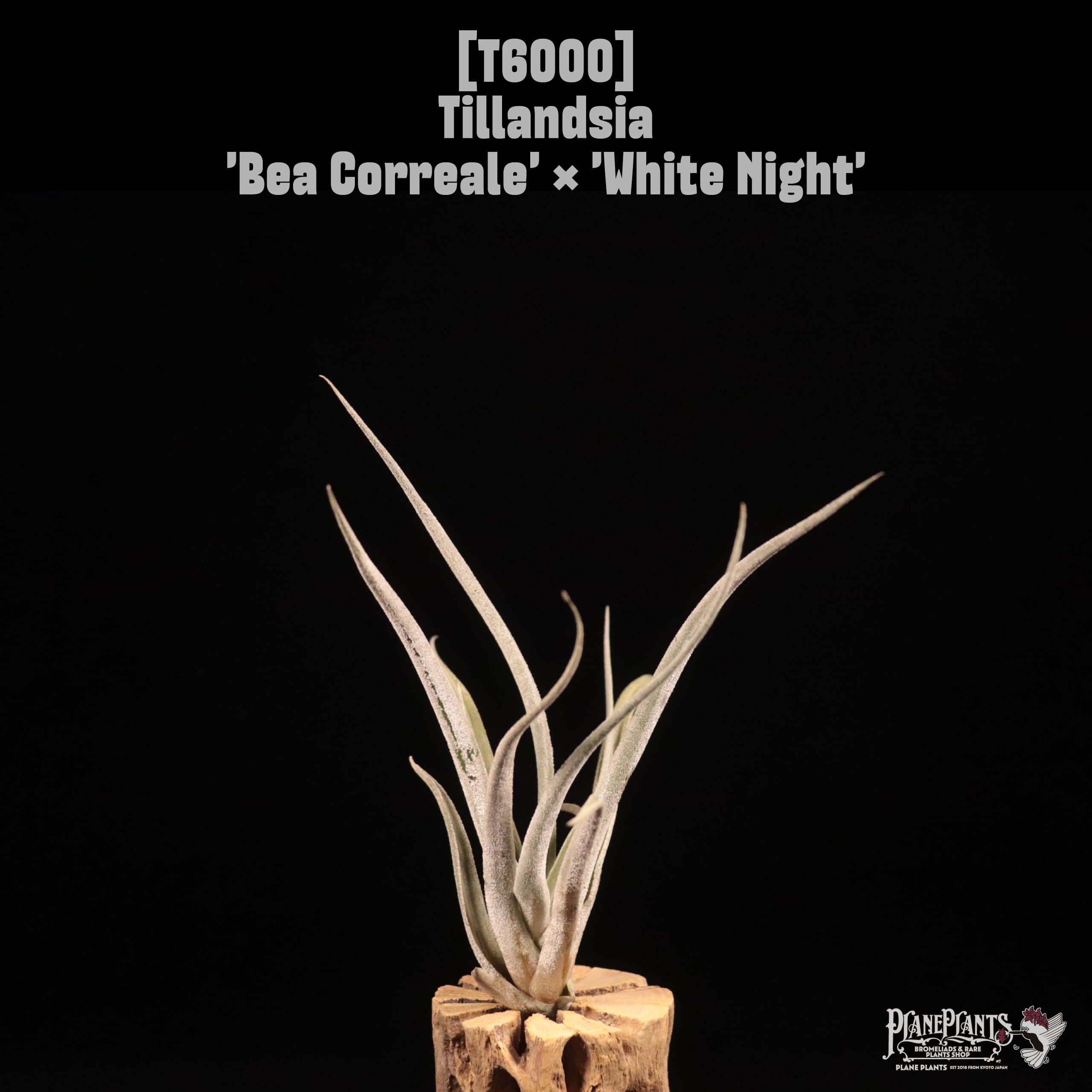 Tillandsia 'Bea Correale' × 'White Night'〔ティランジア〕T6000