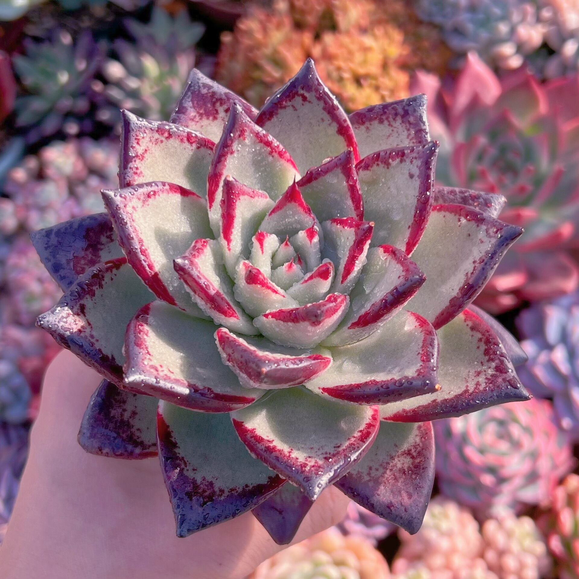 現品　黒魔王#614　新入荷　特特大群生　るる農園