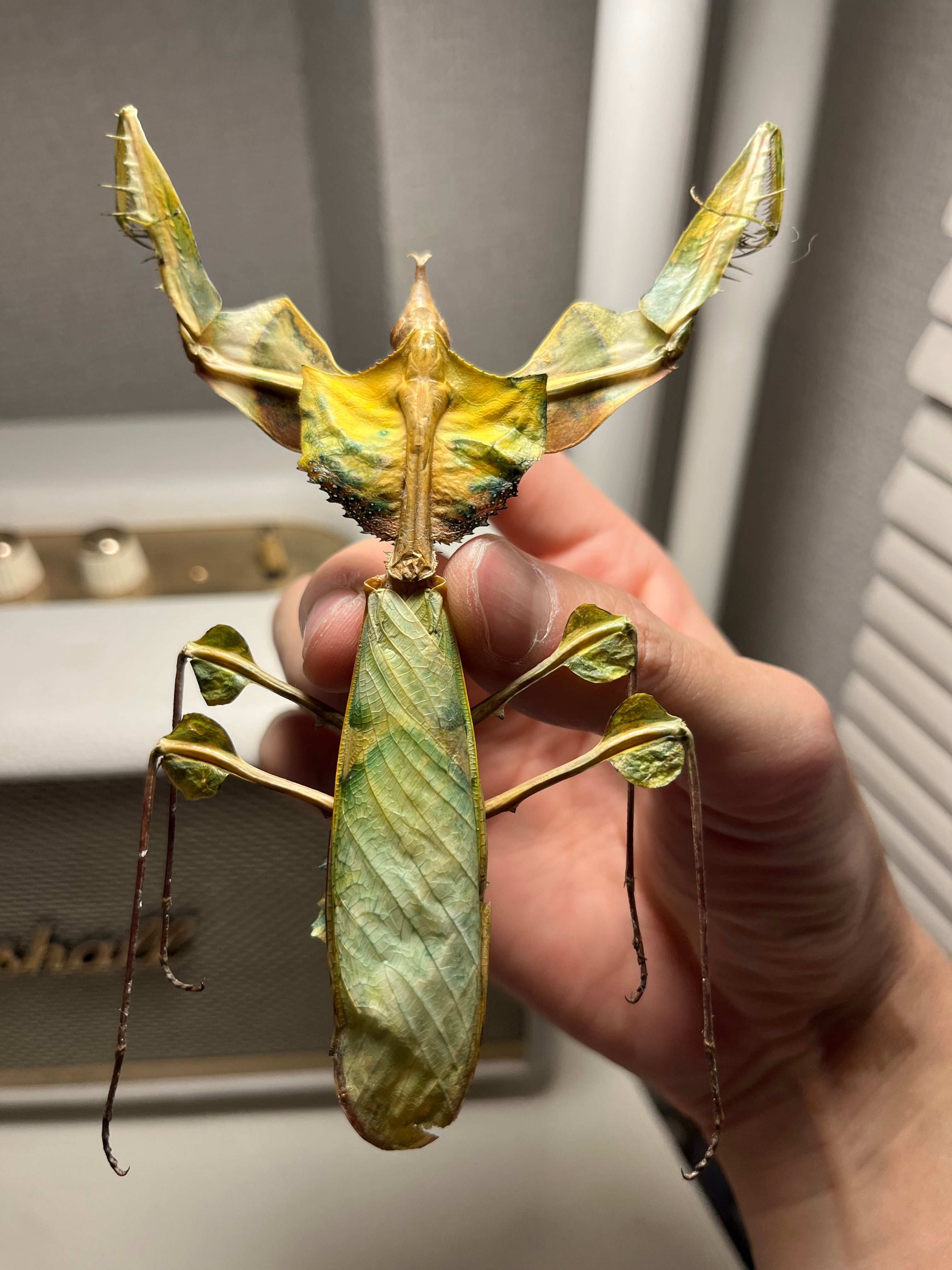 106mm】ニセハナマオウカマキリ マンティスタランチュラムカデ
