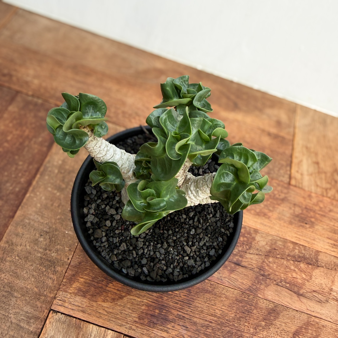 Adenium arabicum "Curly"【アデニウム・アラビカム・獅子葉】