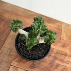 Adenium arabicum "Curly"【アデニウム・アラビカム・獅子葉】