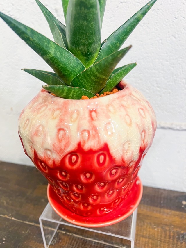 【strawberry】サンセベリア