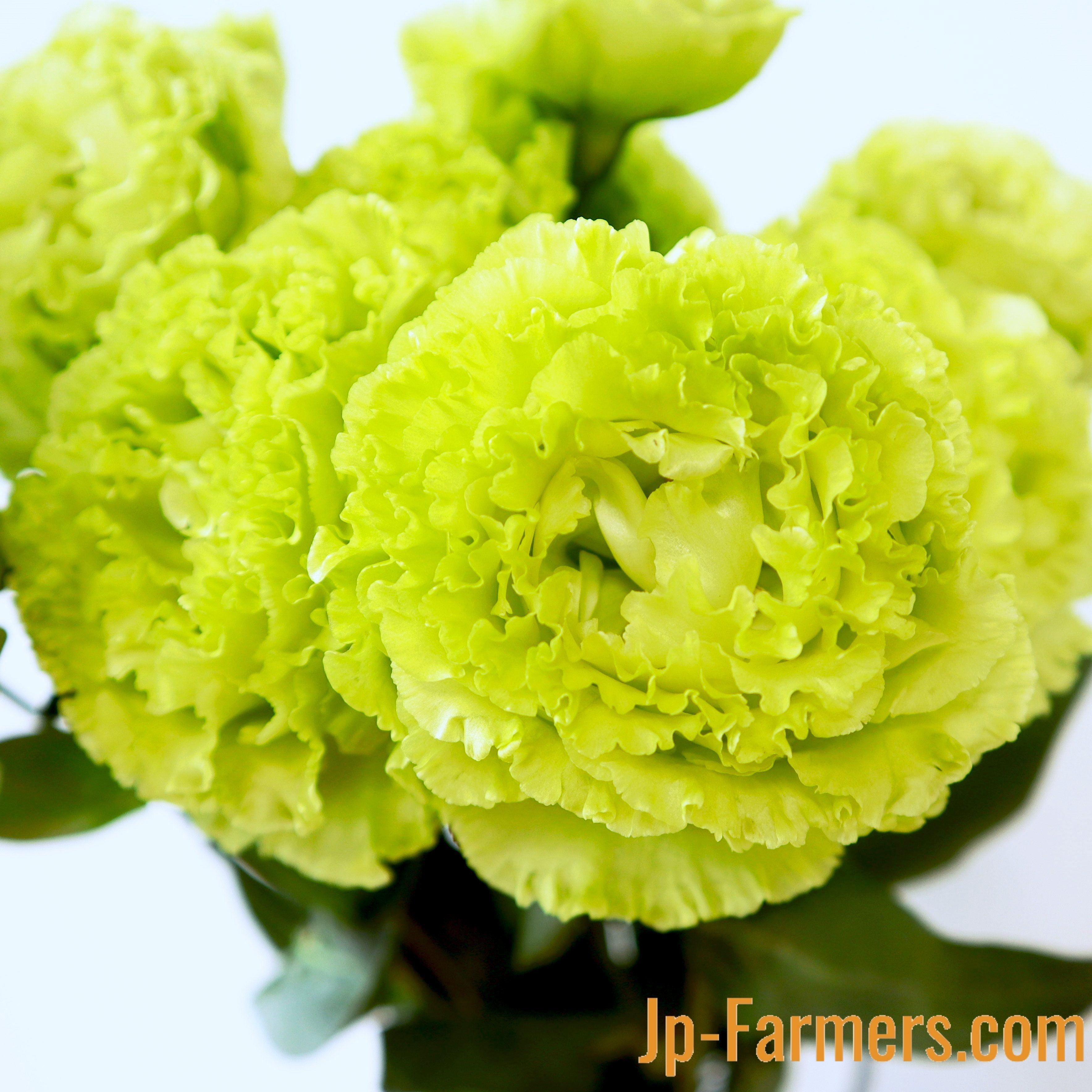 トルコキキョウ ユーストマ苗 アンバーダブルモヒート16本 トルコ