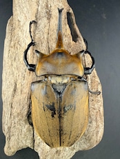 即ブリ《エレファスゾウカブト 113mm ペア》