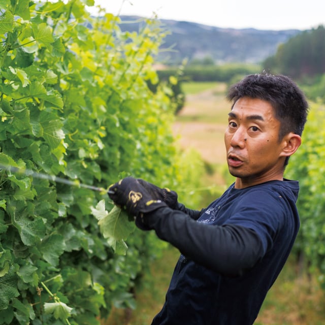 Green Songs Late Harvest Riesling 2019 / グリーンソングス レイト