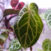 Red Crystallinum × Silver Blush│アンスリウム・レッド クリスタリナム × シルバーブッシュ④│観葉植物