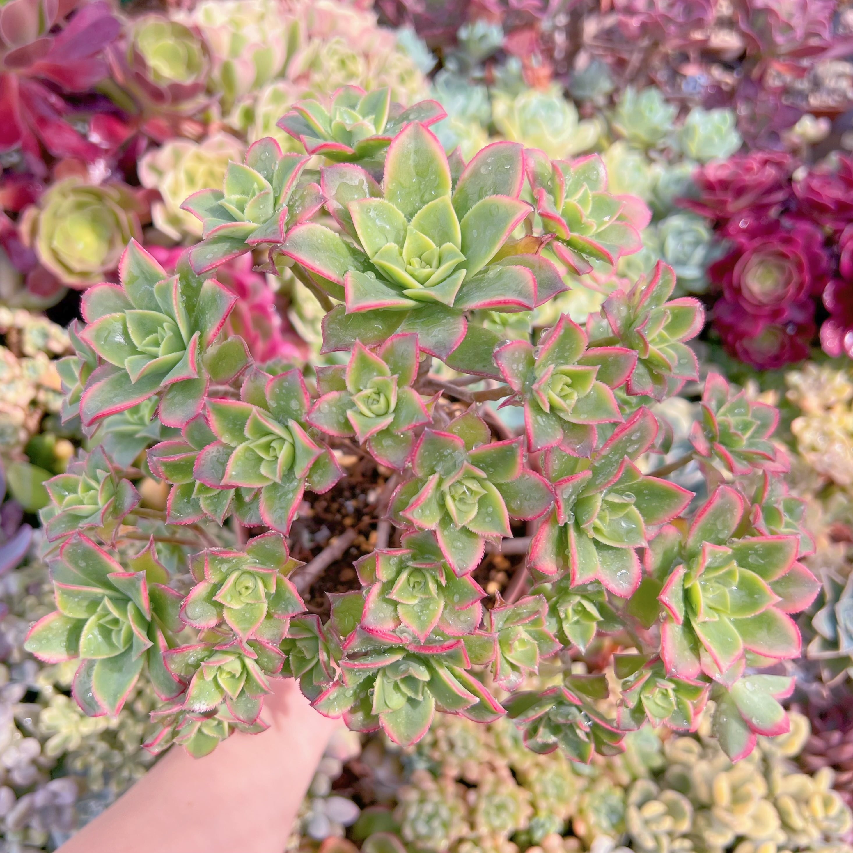 現品　艶日輝#046　特大群生　るる農園