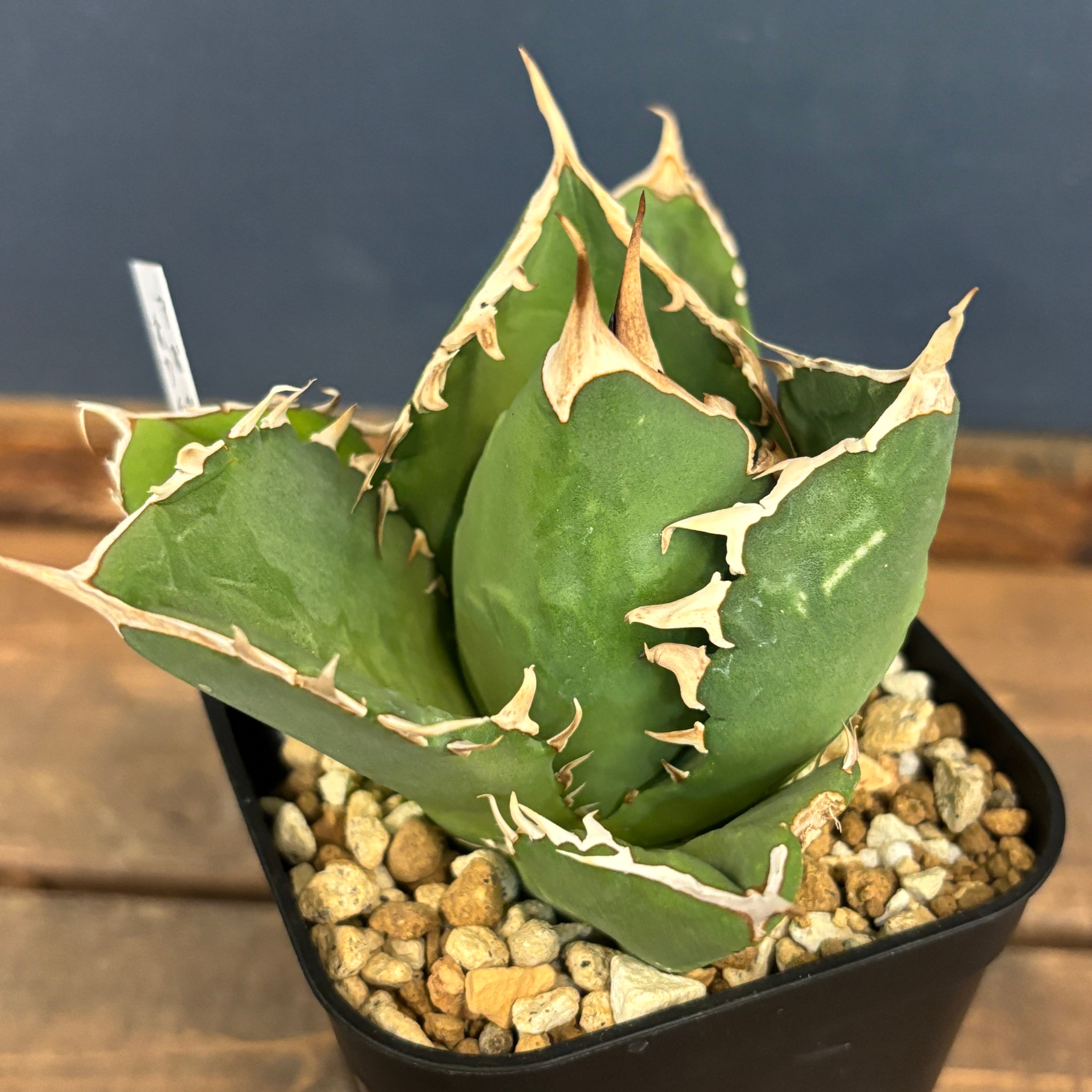 アガベ チタノタ ホワイトボール【872】 | PROTOLEAF プロトリーフ