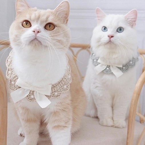 ニットパールリボンチョーカー 猫 首輪 付け襟 | nyanpets 猫グッズ専門店