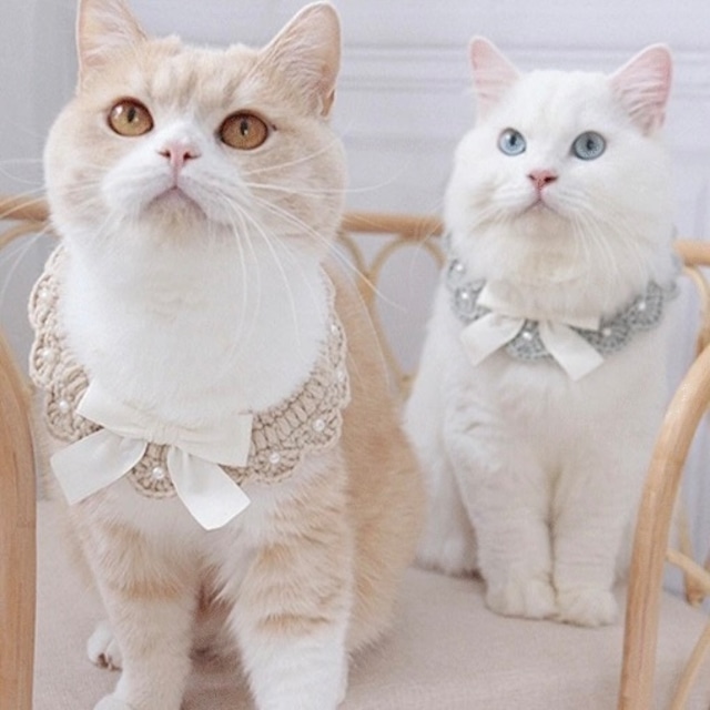 ニットパールリボンチョーカー 猫 首輪 付け襟