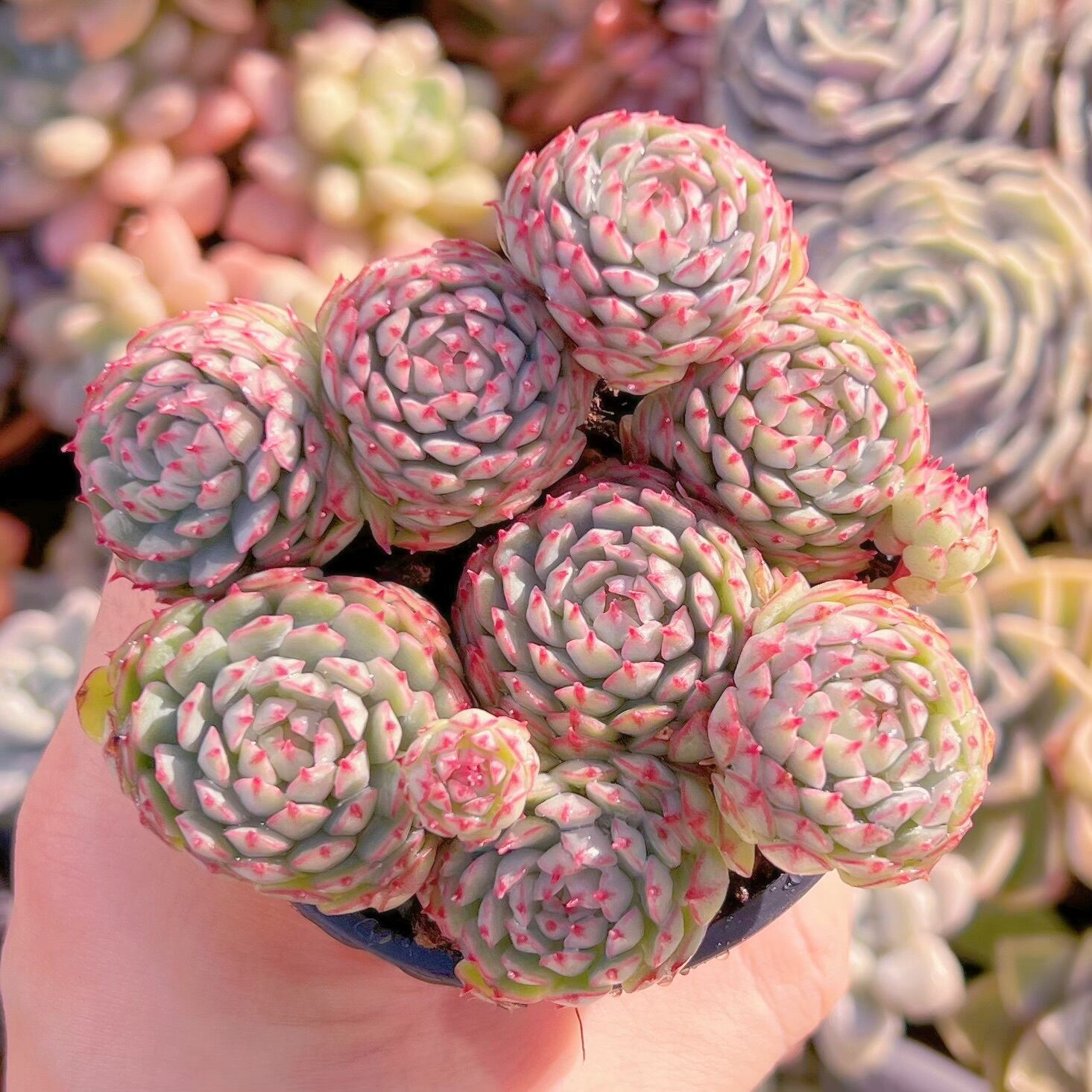 現品　グロブローサx静夜#829   るる農園