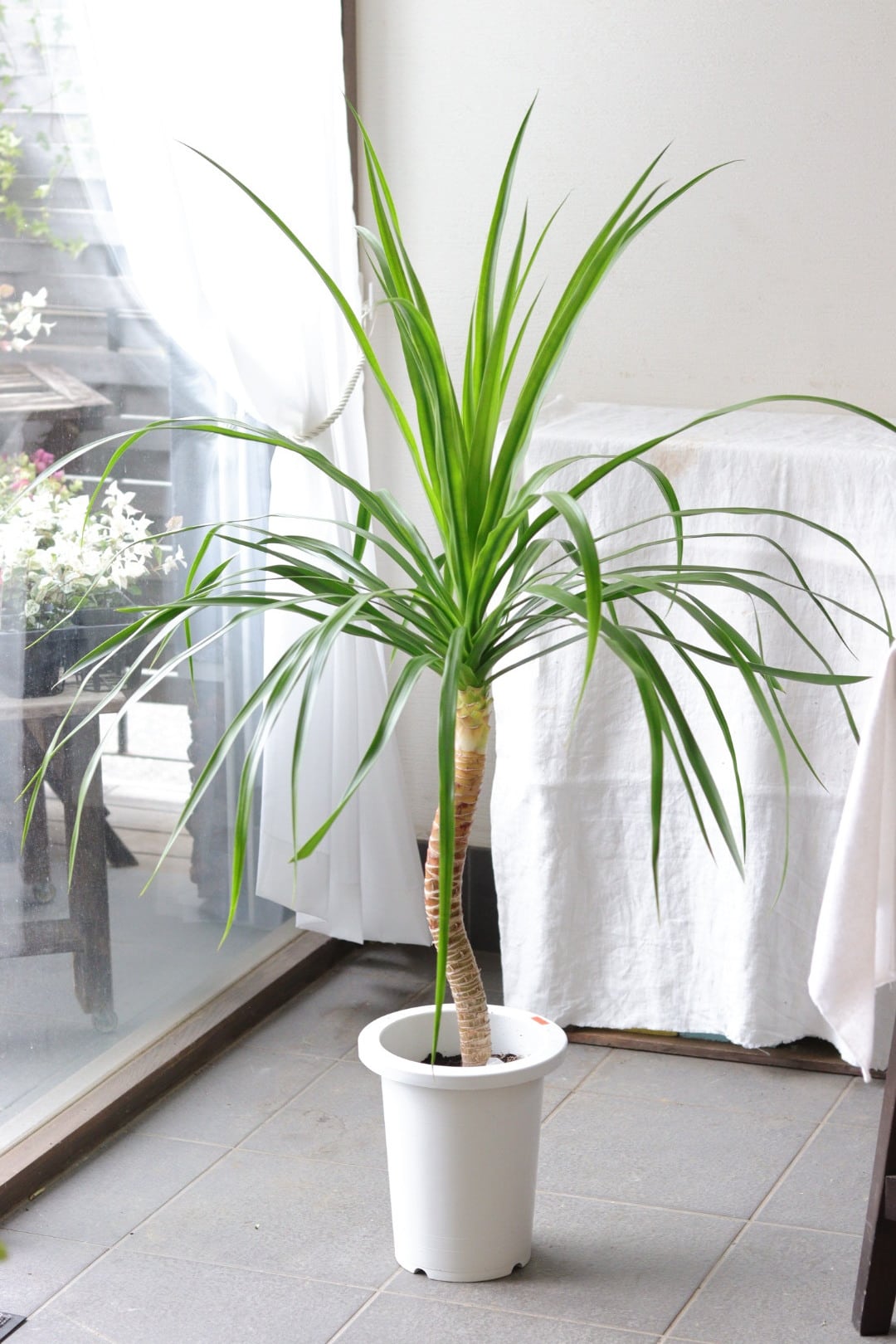おしゃれ観葉♡フィカス【アムステルダムキング】 | Total Plants Egret
