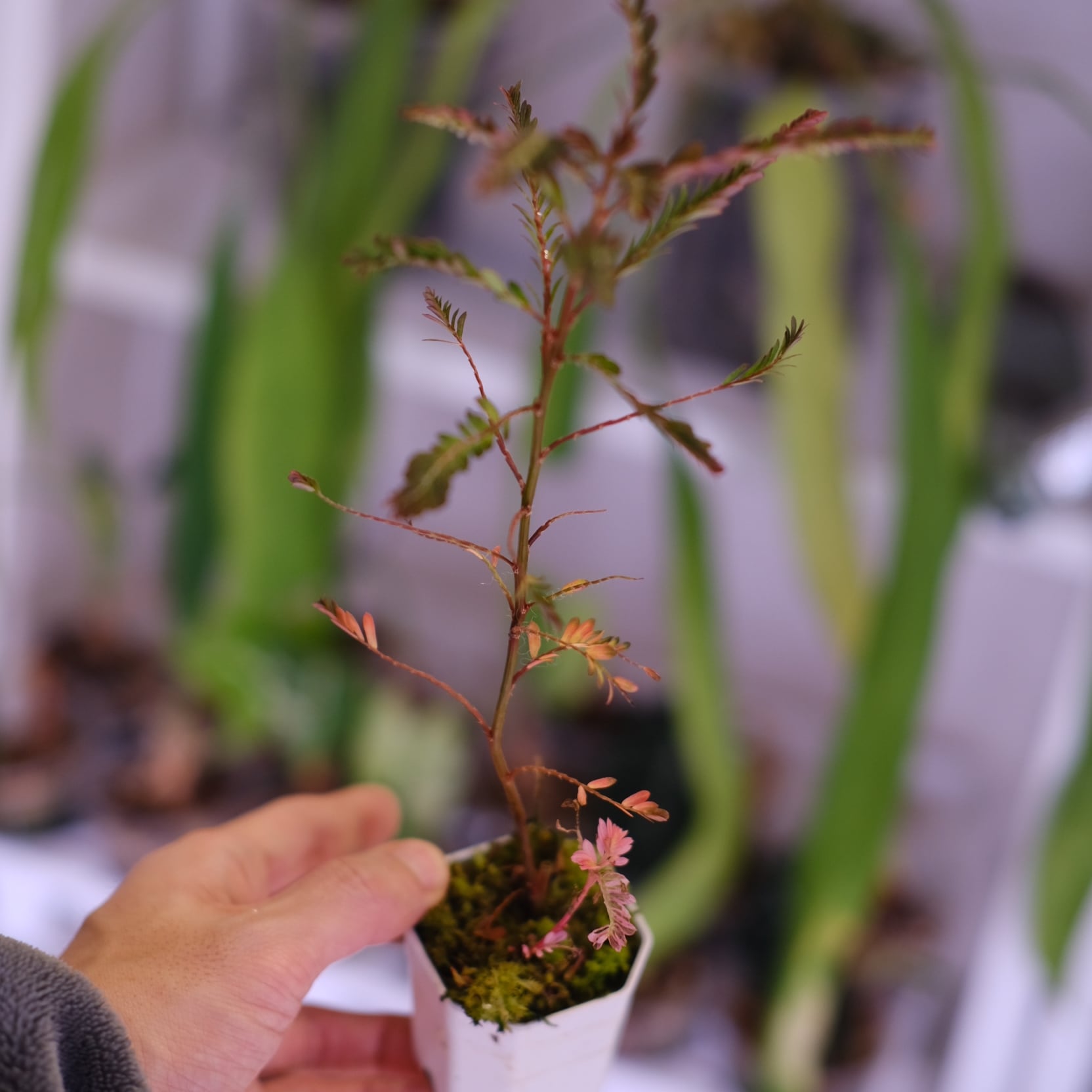 Phyllanthus urinaria 'Pink Variegated'│フィランサス・ウリナリア
