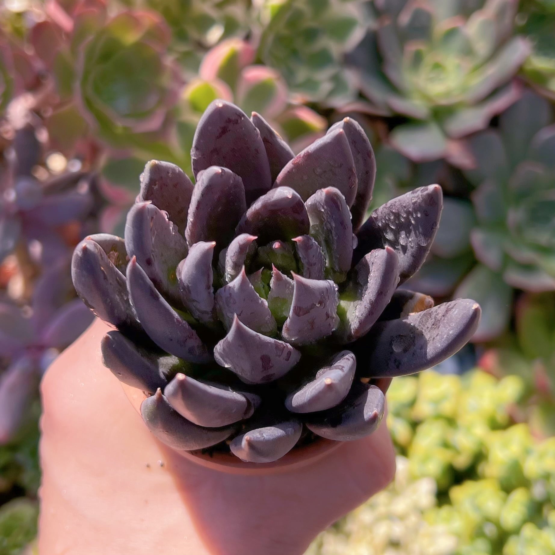 多肉植物　ブラックナイト　新入荷　るる農園