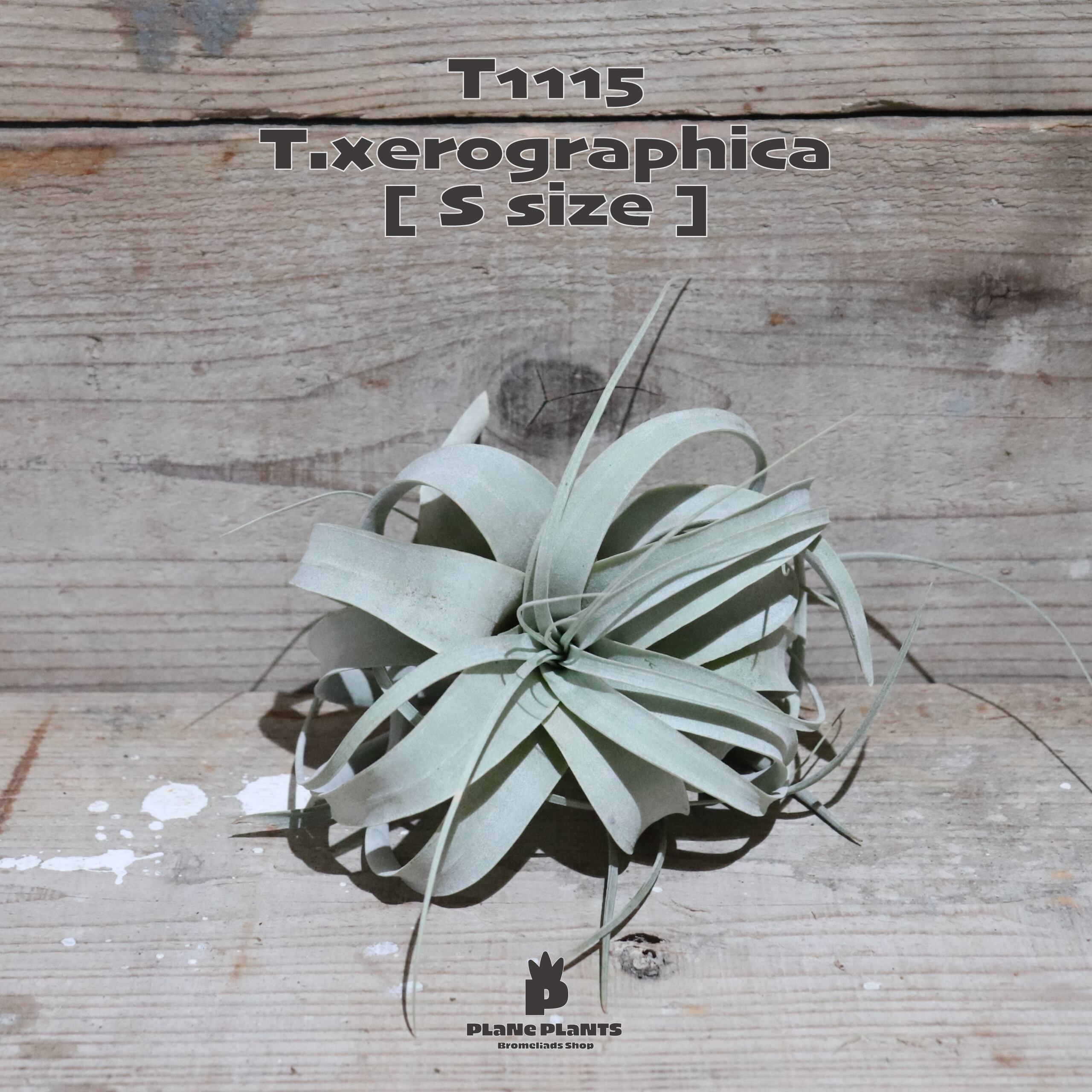 【送料無料】キセログラフィカ S〔エアプランツ〕現品発送T1115