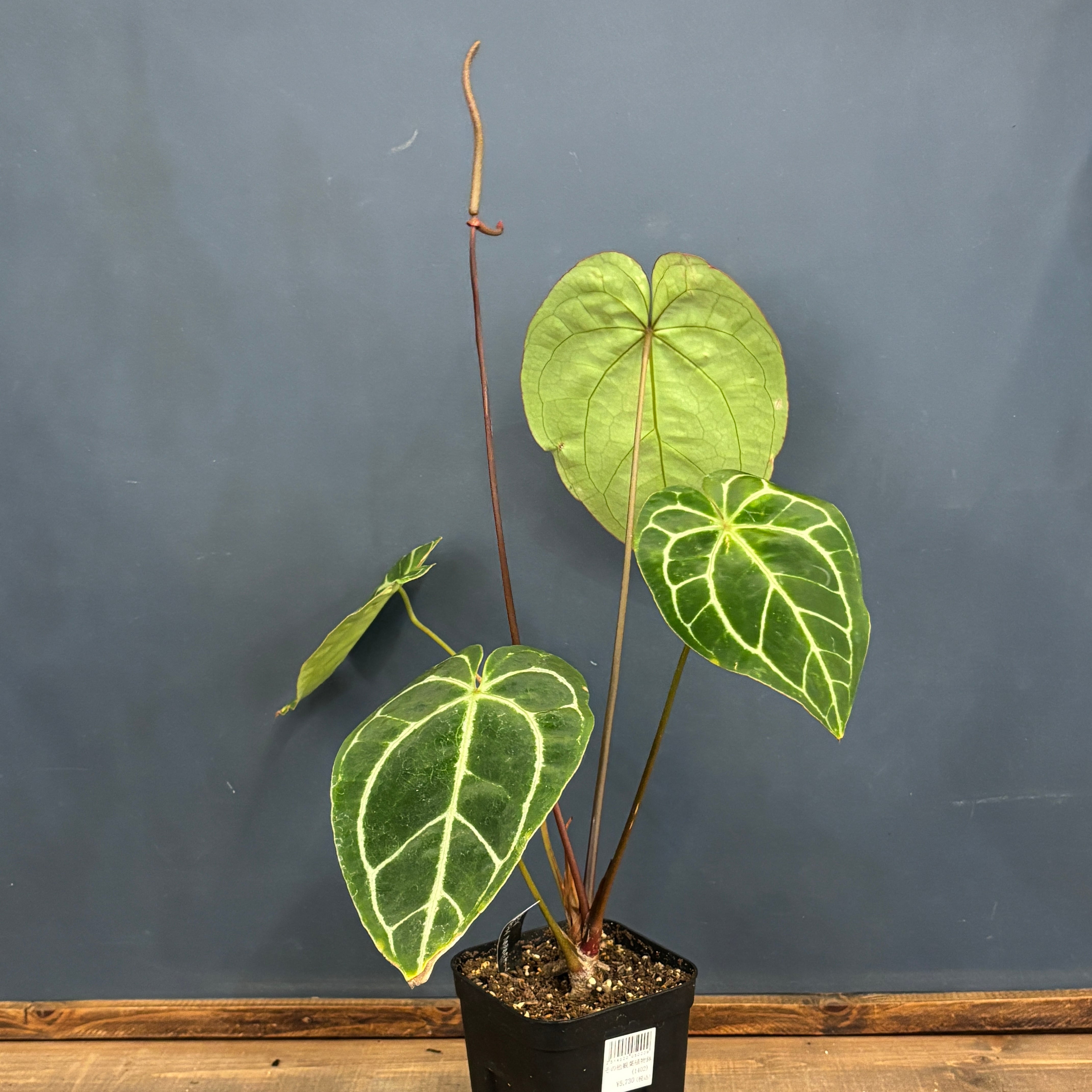 クリアランス】アンスリウム クリスタリナム ブラックフォーム【088