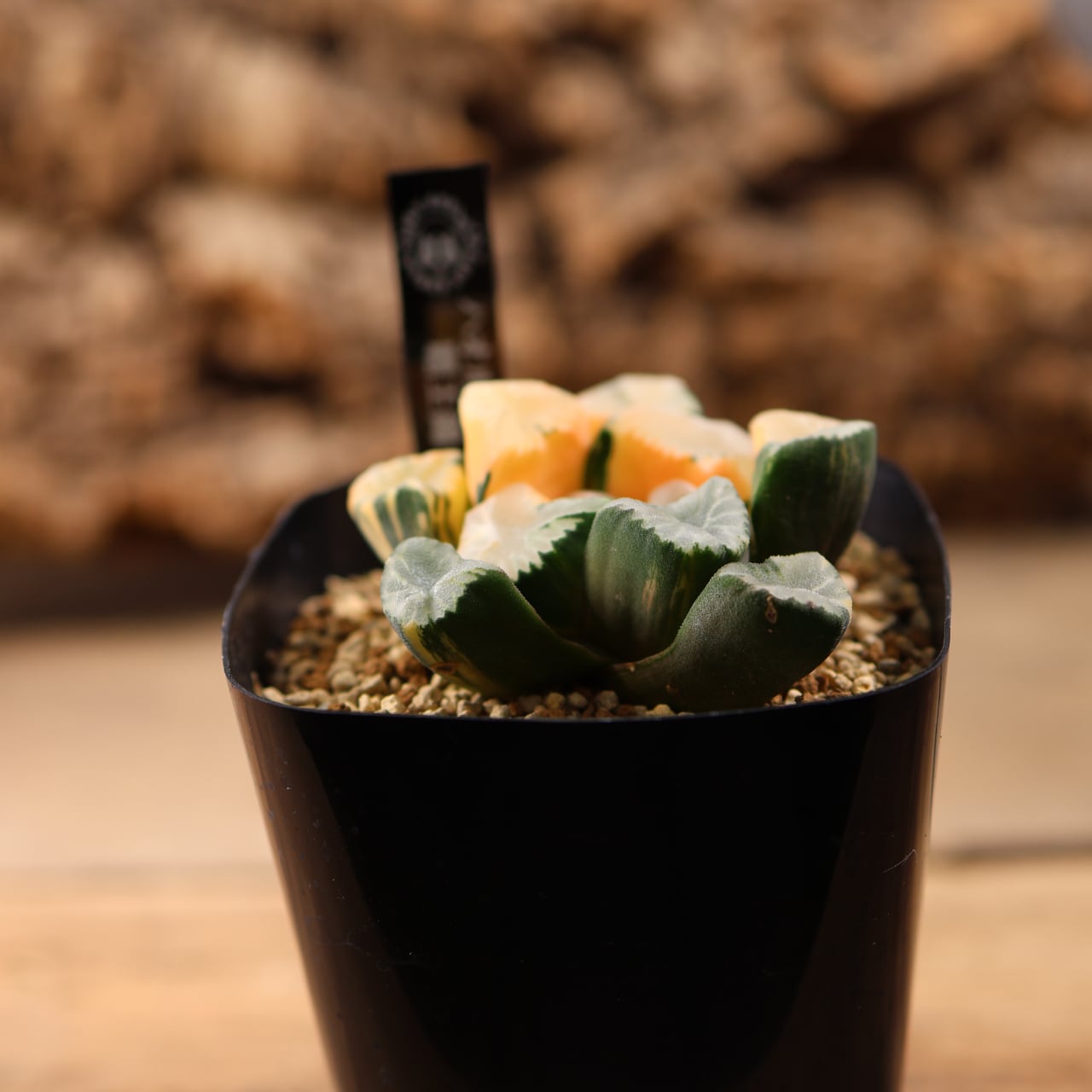 715『ハオルチア 覇王錦』観葉植物【送料無料】 | MARX PLANTS | 観葉