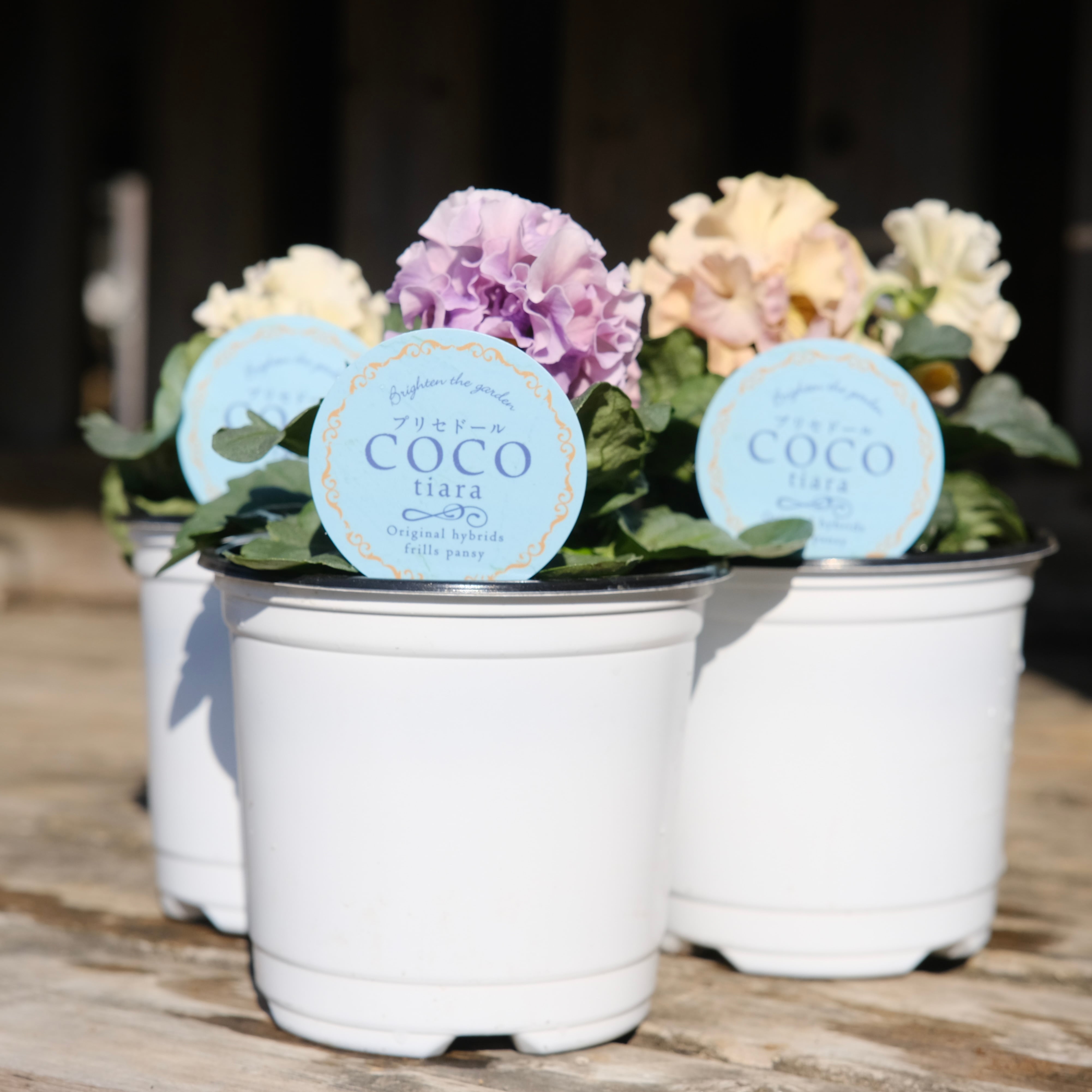 パンジー《 プリセドールCOCO ティアラ 》3苗セット | グリーン