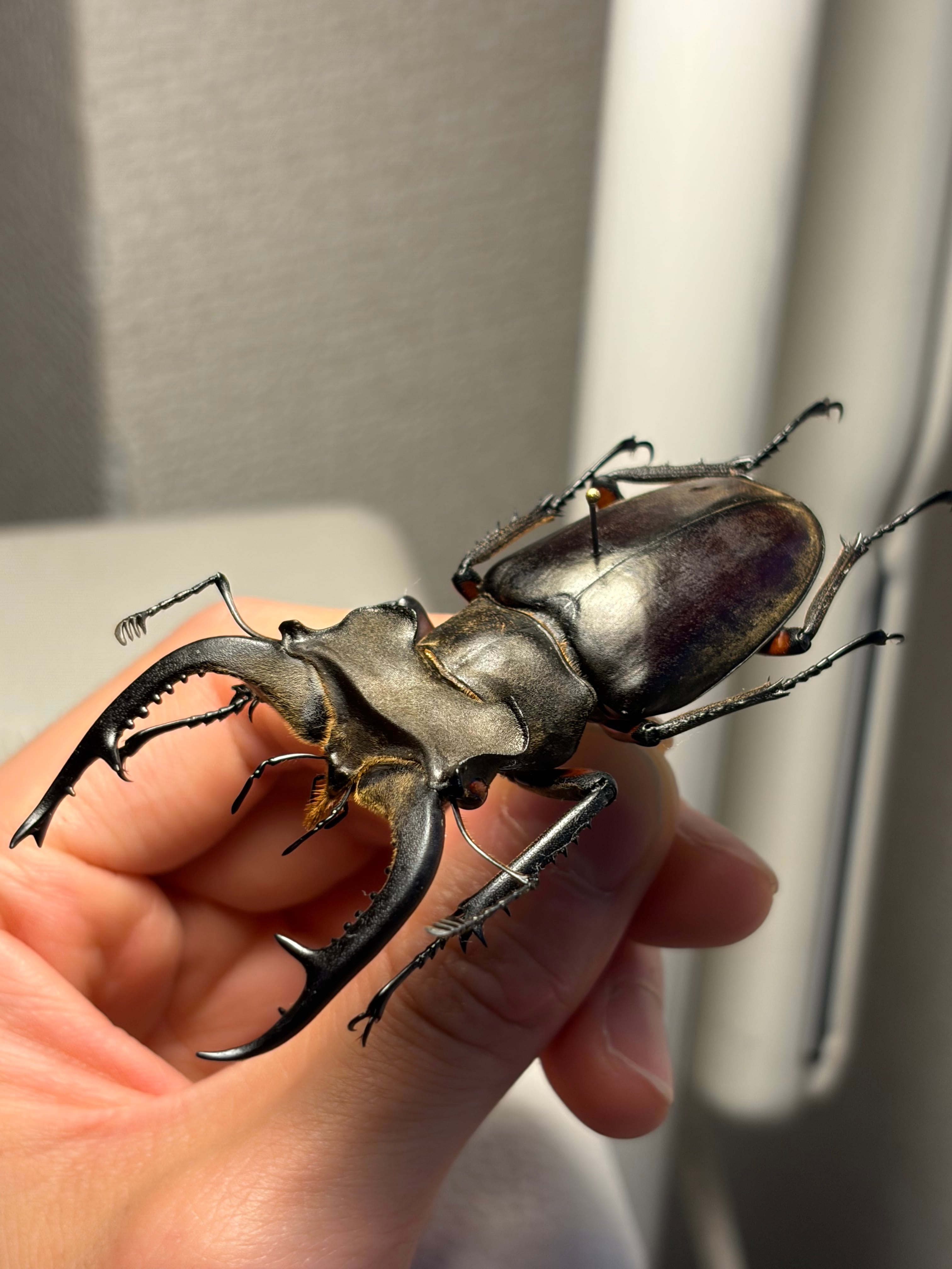 顎比率最大種】カンターミヤマクワガタ 76mm♂ 昆虫標本 標本