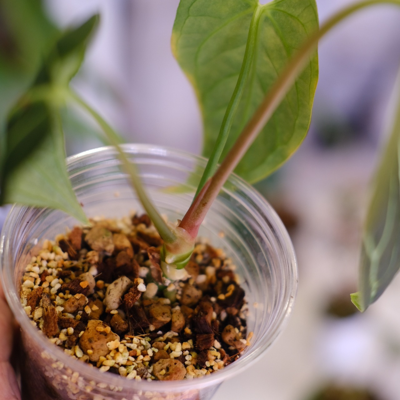 アンスリウム・レガレ│Anthurium Regale㉕│観葉植物