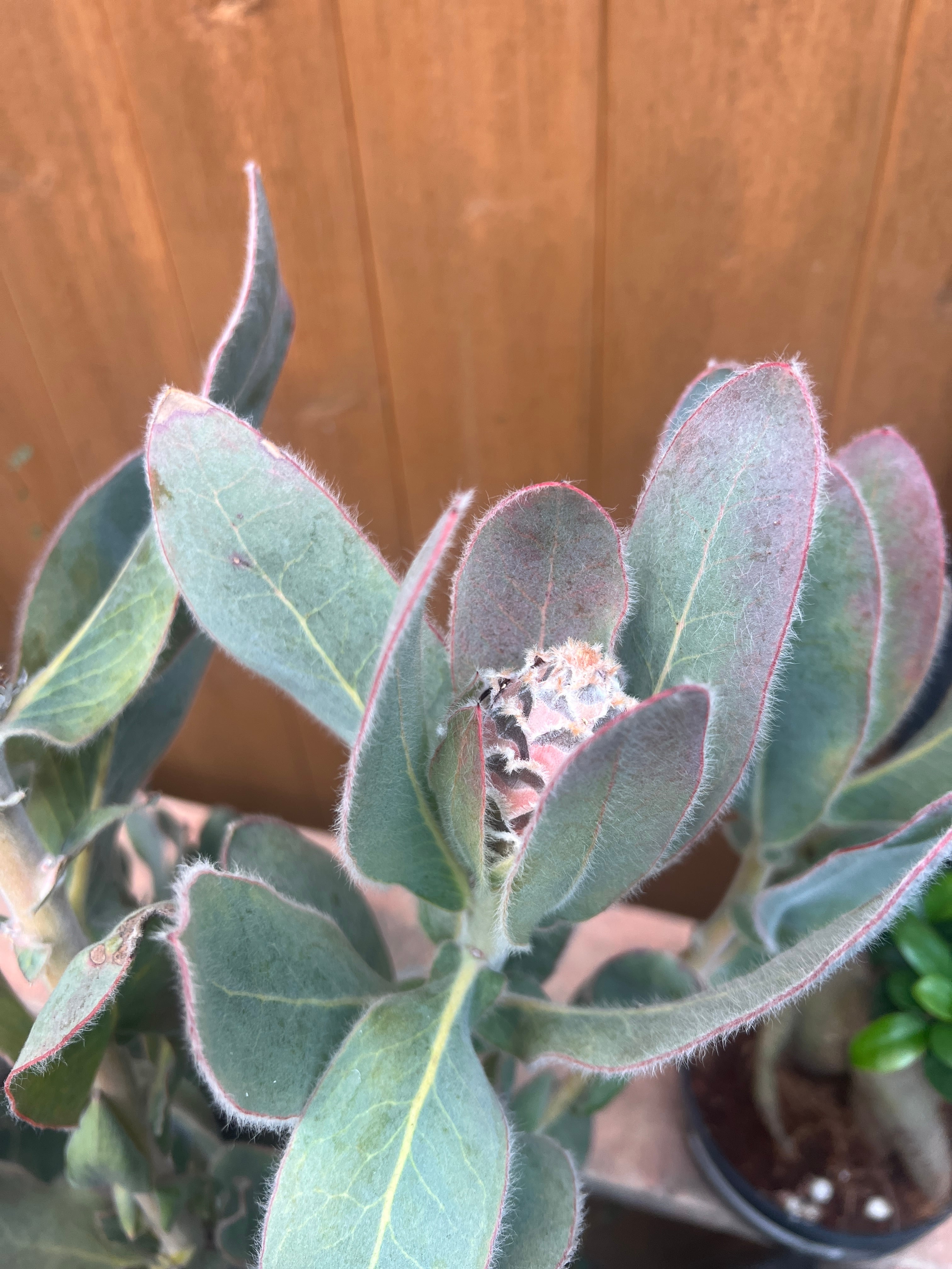 プロテア　クイーン プロテア クイーン 1F | 沼ノ上農園