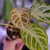 アンスリウム ドラヤキ × シルバーブラッシュ│Anthurium Dorayaki × A. Silver brush│観葉植物