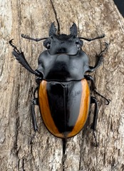 【WD】《ワラストンツヤクワガタ 69.5mm ペア》