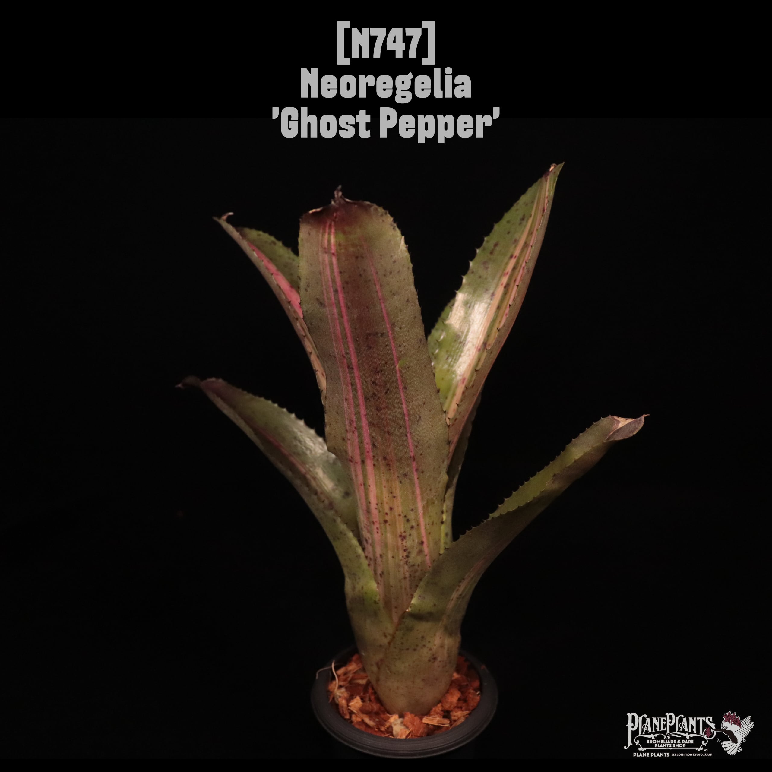 Bucephalandra pubes 