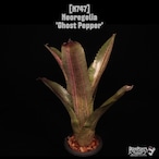 Neoregelia 'Ghost Pepper'〔ネオレゲリア〕N747