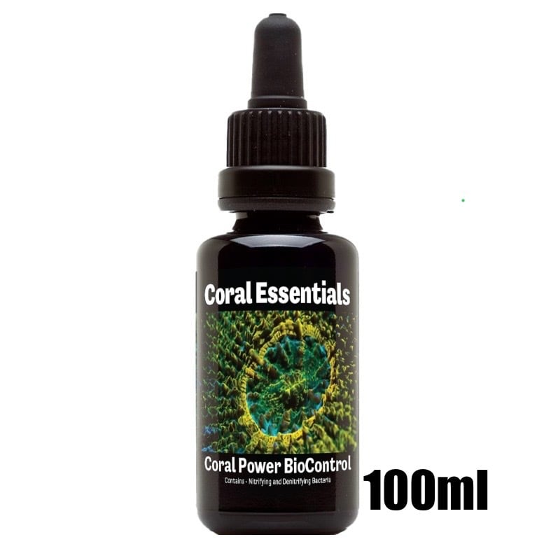 天然ライブロック Sグレード 1kg | HOUSE REEF(ハウスリーフ)サンゴ