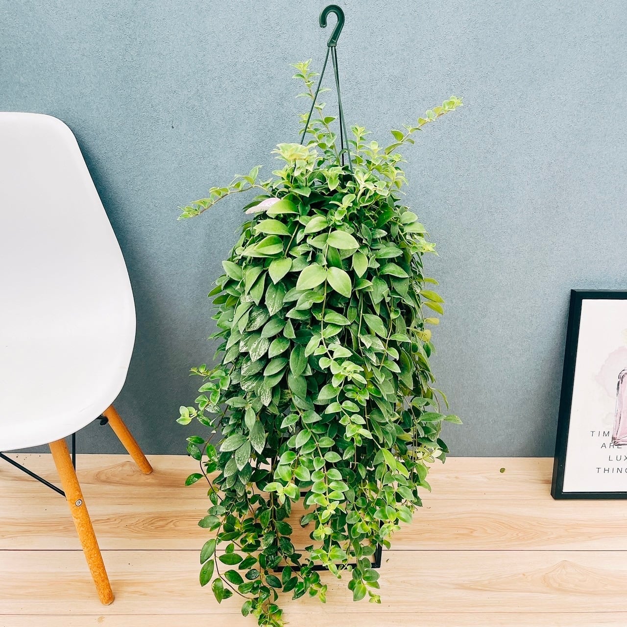 現品］ザミア フロリダーナ 7号 蘇轍 観葉植物 室内 レア 細葉