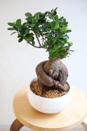 【M】ガジュマル/Ficus microcarpa　※陶器鉢付き
