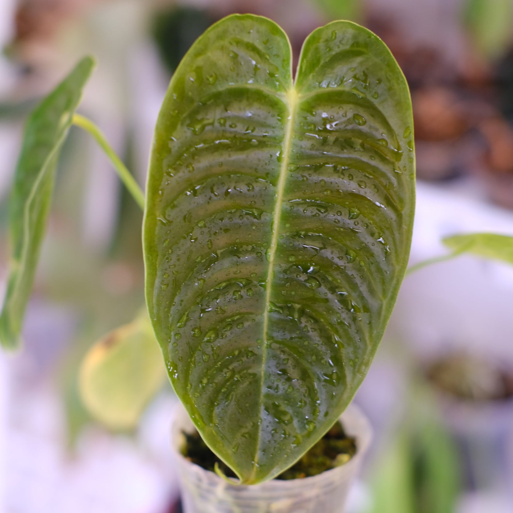 アンスリウム・ベイチー│Anthurium Veitchii③│観葉植物