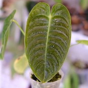 アンスリウム・ベイチー│Anthurium Veitchii③│観葉植物
