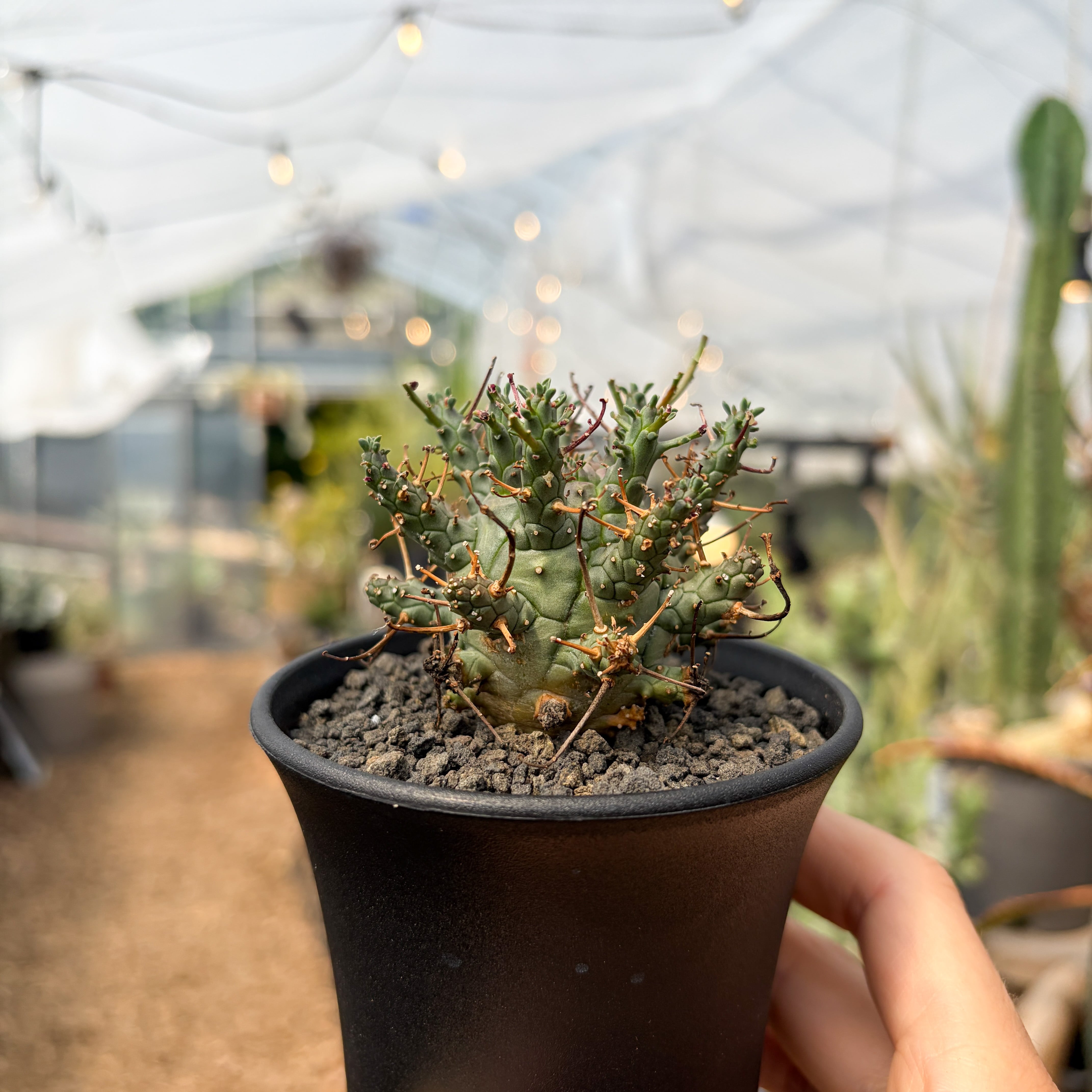 【超希少】ユーフォルビア　デセプタ　実生 Euphorbia Decepta【ユーフォルビア・デセプタ・実生】 | RIMO'S GREEN