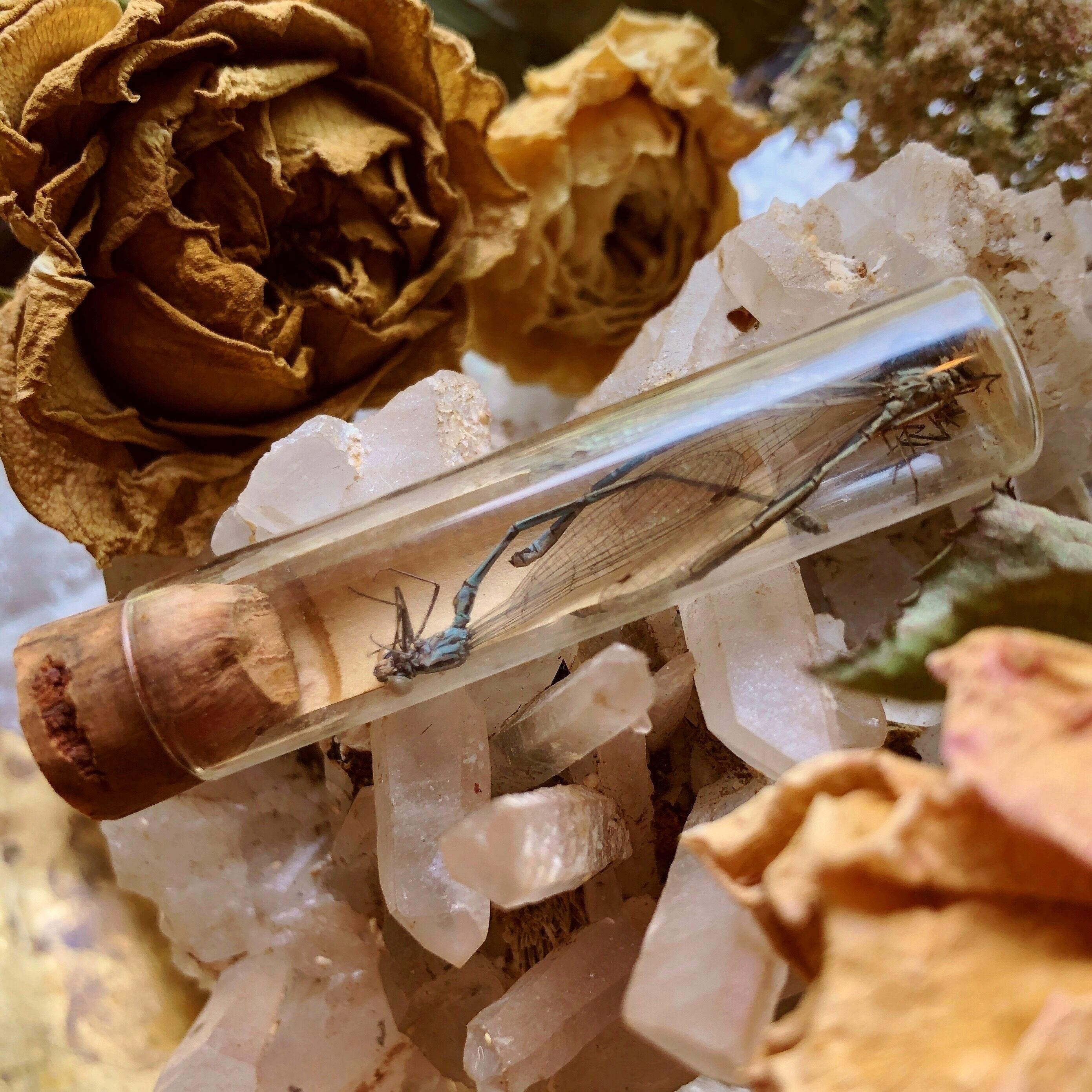 蝶標本 5体セット 壁掛け アンティーク クリニャンクール 蝶標本 - 海福雑貨通販部