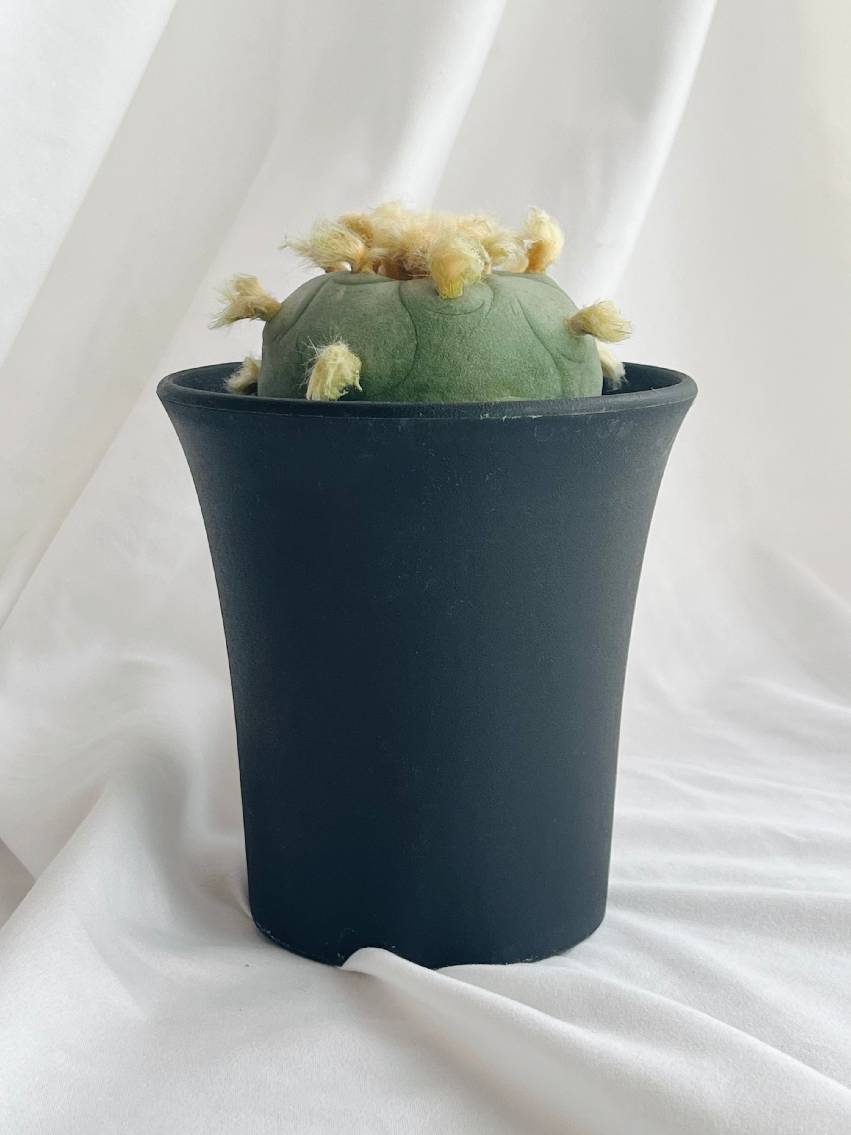 Lophophora diffusa ロフォフォラ 翆冠玉 多毛タイプ サボテン