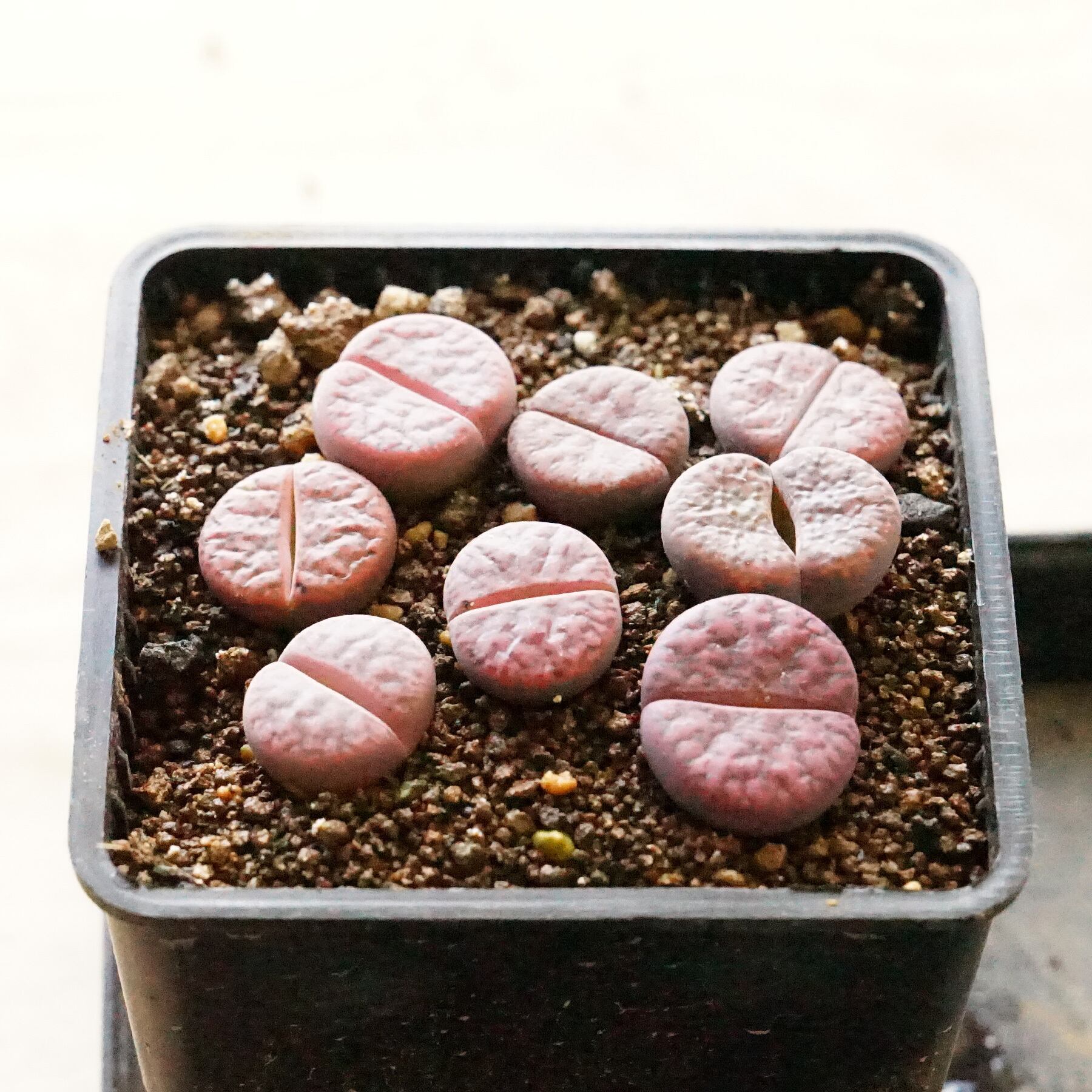 多肉植物❤リトープス❤クローエンドライエンス❤抜き苗 つるせ