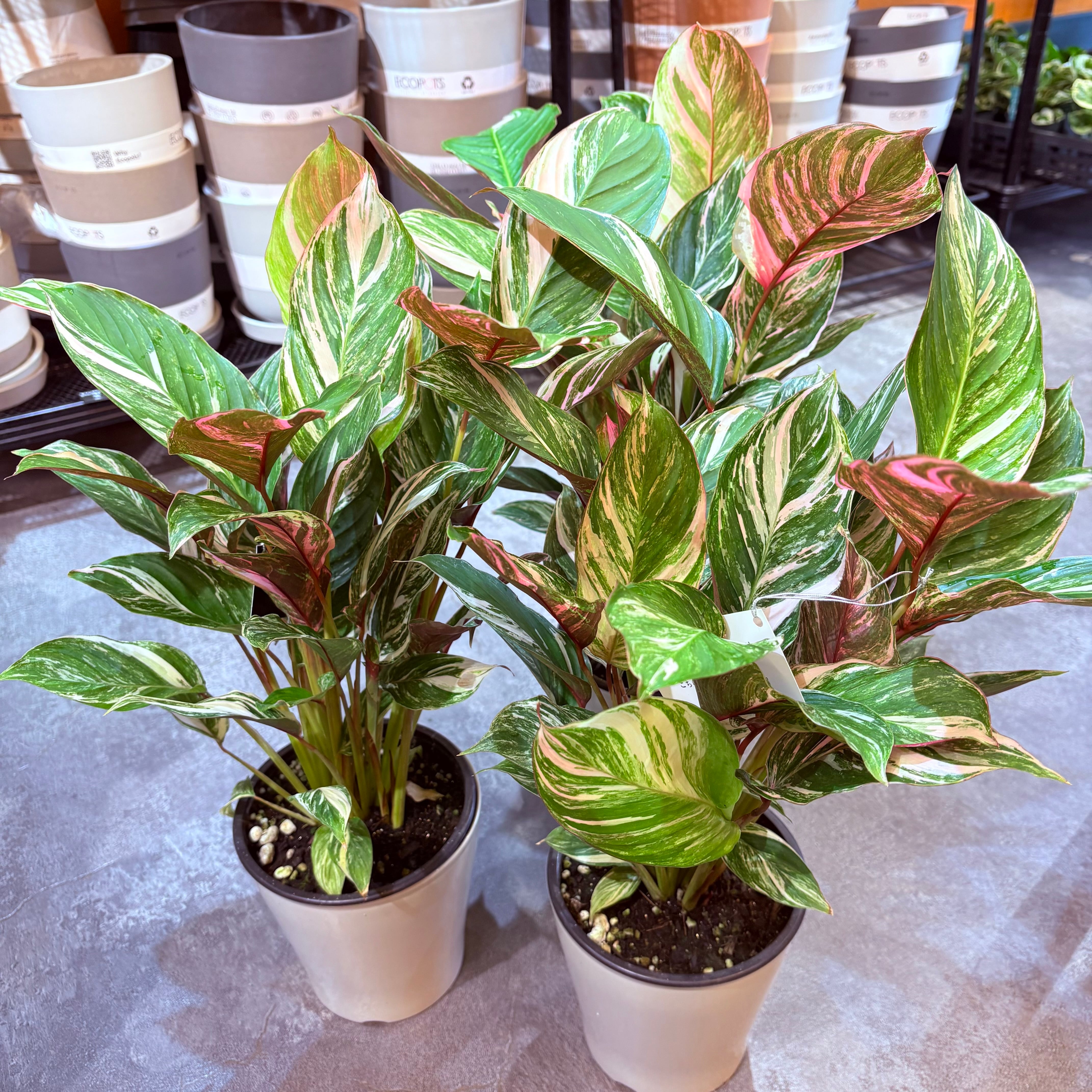 クテナンテ クラウドブロケイド 5号【荒木植物園さん】 | Green Vibes
