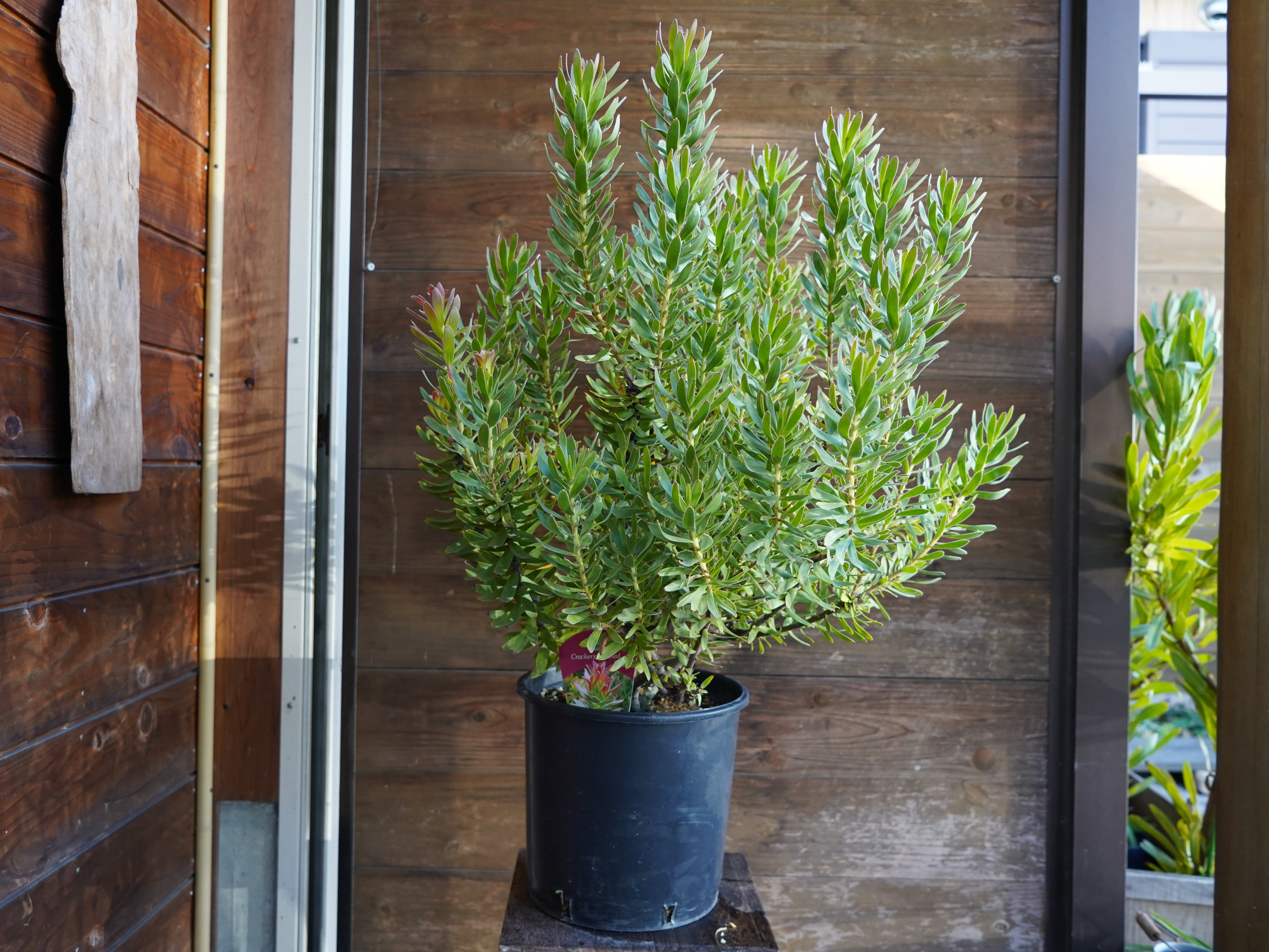 【現物】ミメテス　”クラッカージャックレッド”