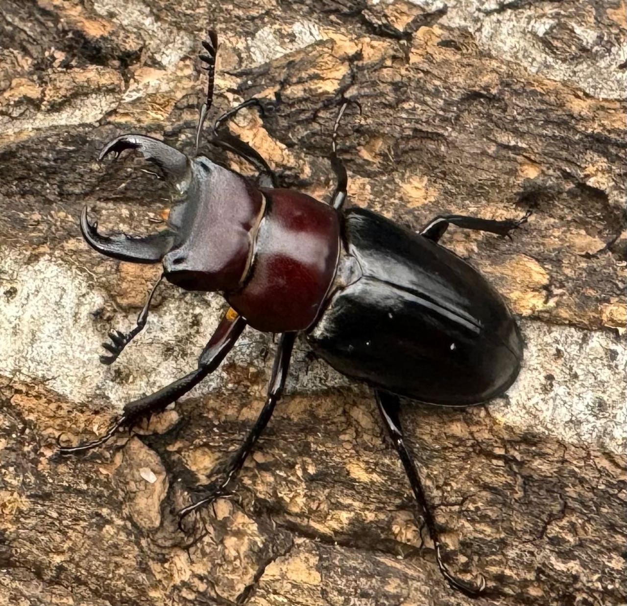 《ミクラミヤマ 御蔵島産 Free ペア》①