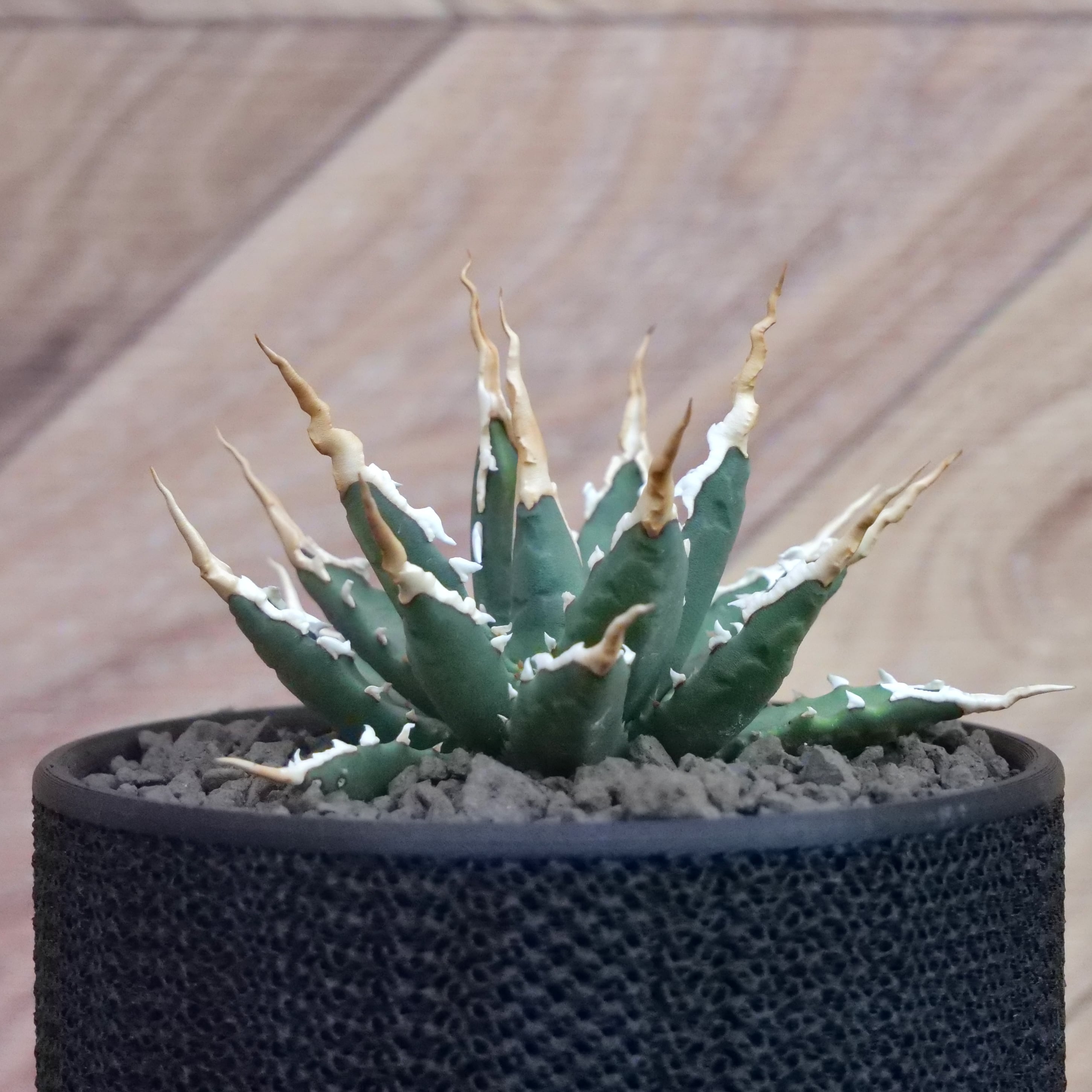 Agave utahensis eborispina アガベ エボリスピナ（実生3年） / 中株
