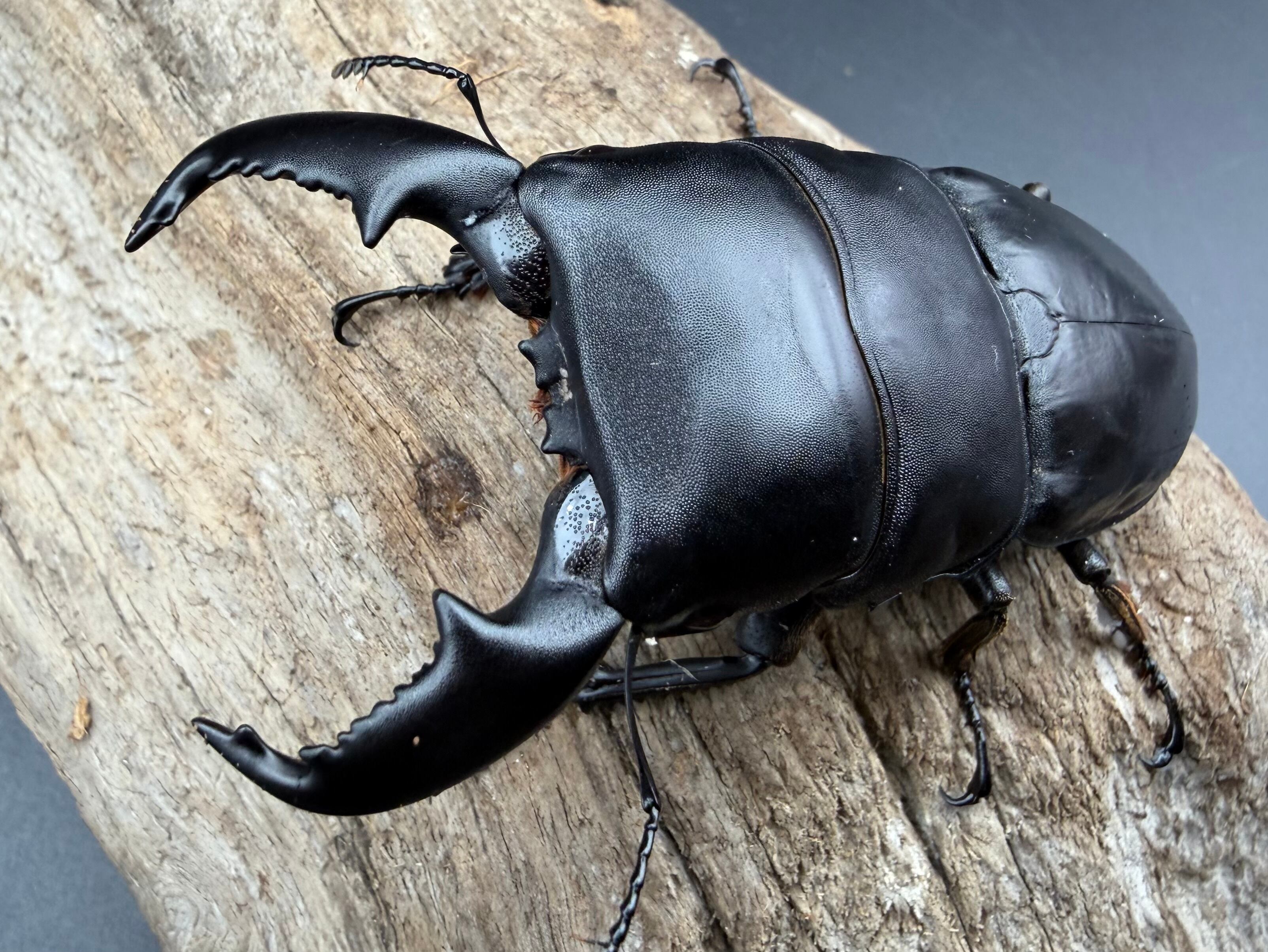 WD】《スマトラオオヒラタ パダン産 83mm ペア》 | KPW公式オンライン