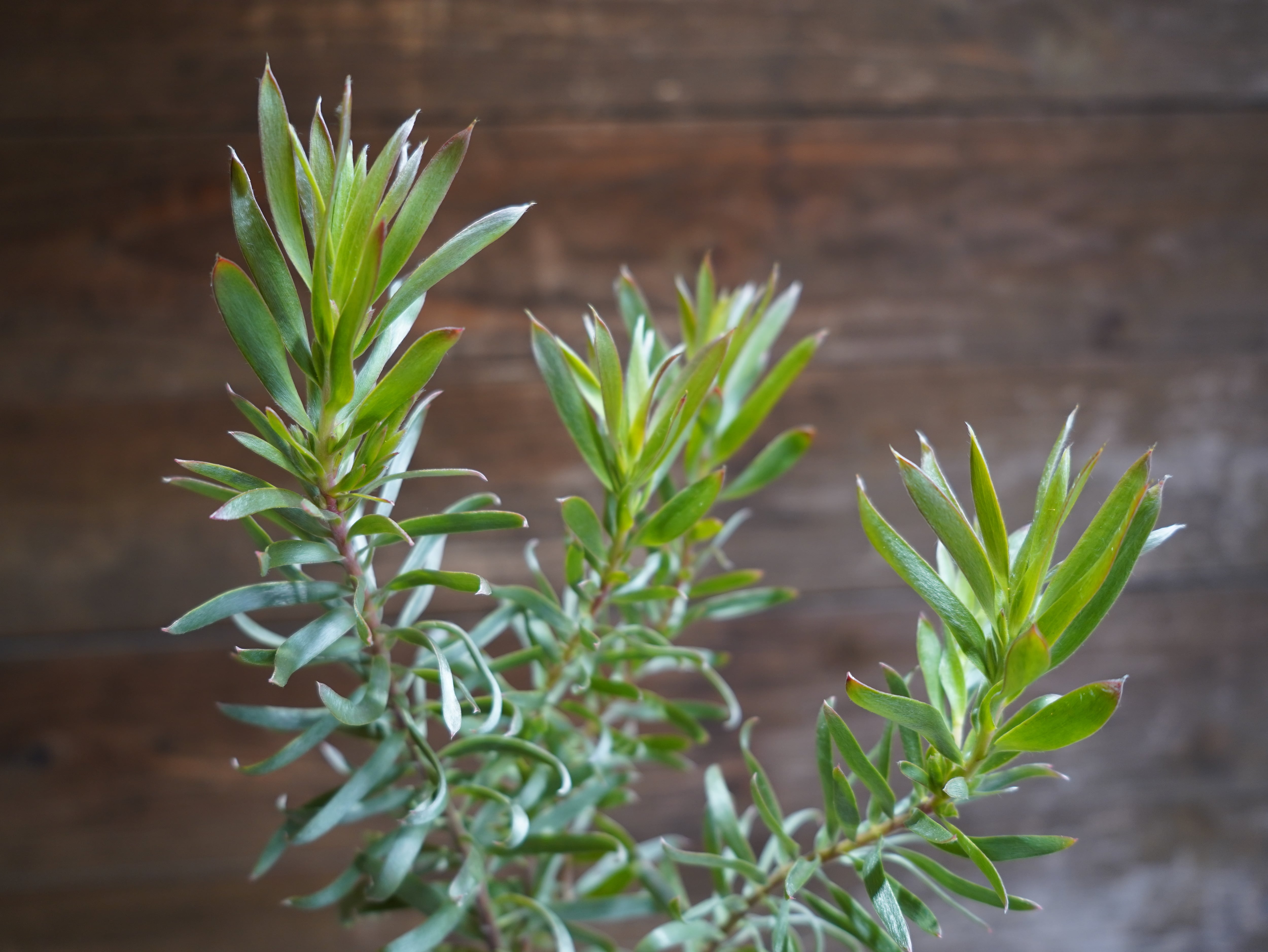 【現物】リューカデンドロン　”Gypsy Silver”　C